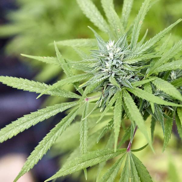 Eine Cannabispflanze in einem Gewächshaus.