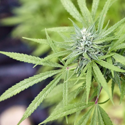 Eine Cannabispflanze in einem Gewächshaus.