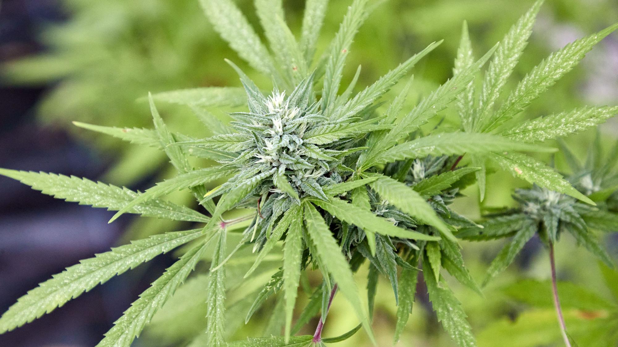 Das Symbolbild zeigt eine Cannabispflanze in einem Gewächshaus.