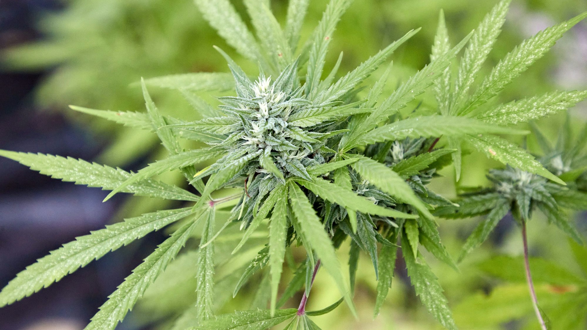 Eine Cannabispflanze in einem Gewächshaus.