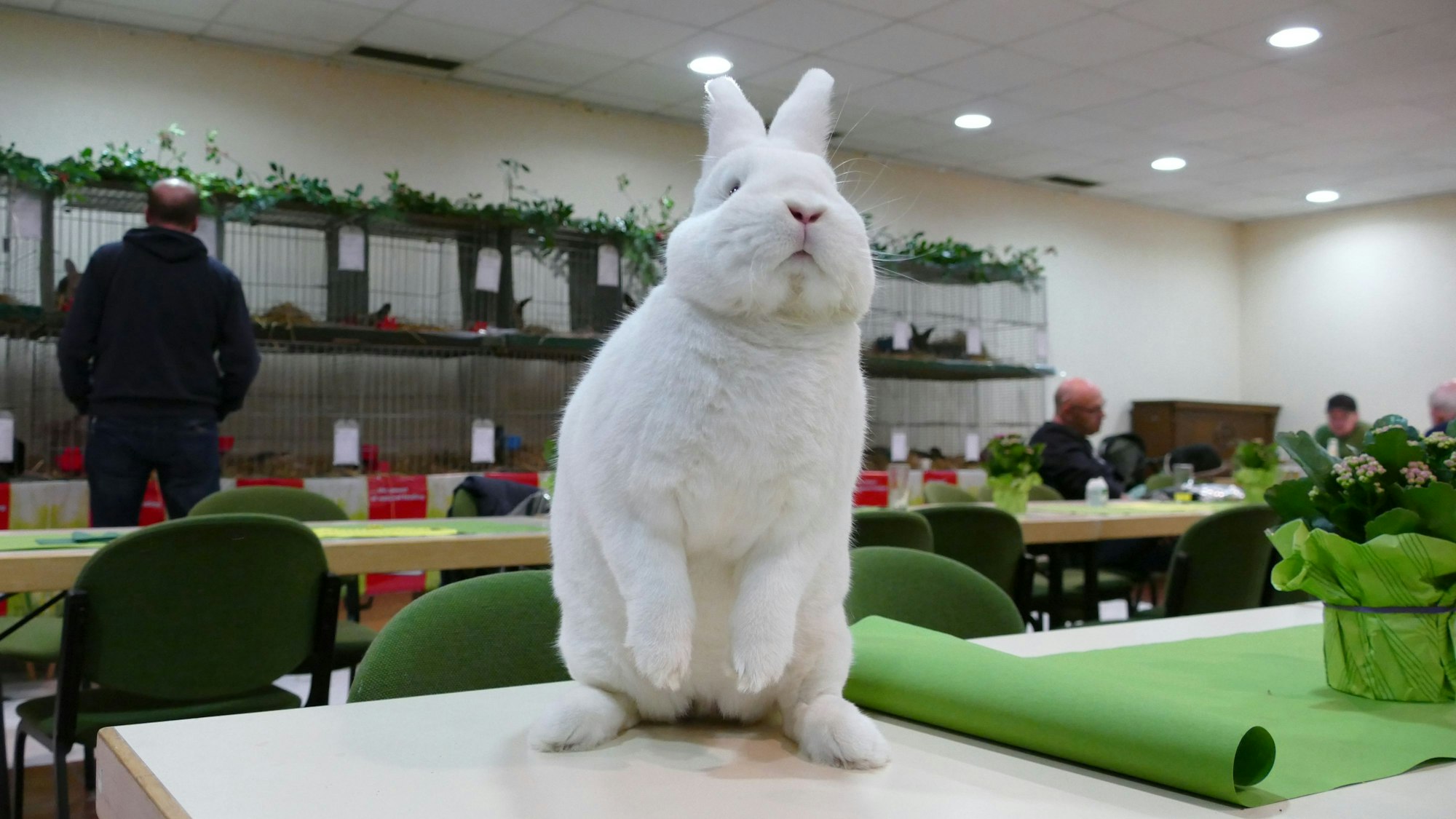 Ein flauschiges weißes Kaninchen sitzt auf den Hinterbeinen auf einem Tisch.