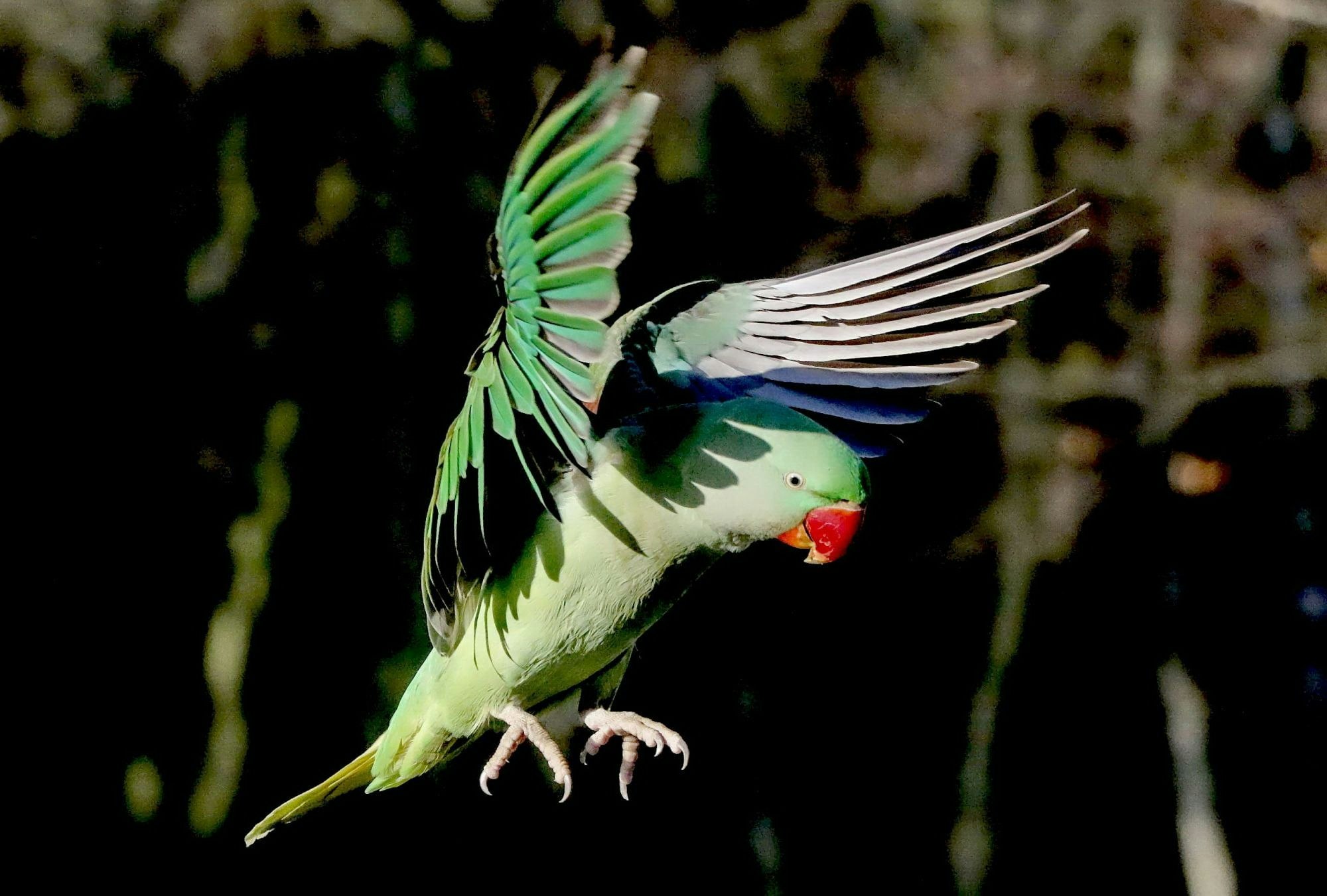 Ein Halsbandsittich mit weit ausgebreiteten Flügeln ist zu sehen.