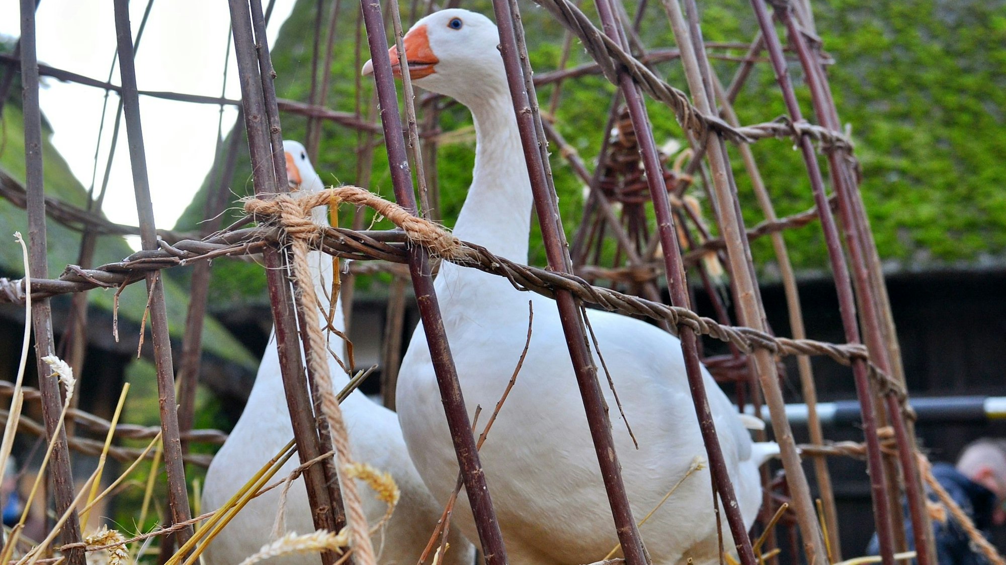 Martinsgänse sind in einem altertümlichen Holzstall.