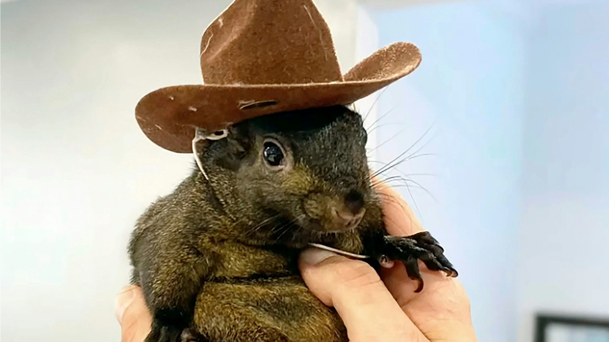 FILE — This undated image provided by Mark Longo shows his pet squirrel Peanut that was seized by officers from the state Department of Environmental Conservation, at Longo's home in rural Pine City, N.Y., Oct. 30, 2024. (Courtesy Mark Longo via AP, File)