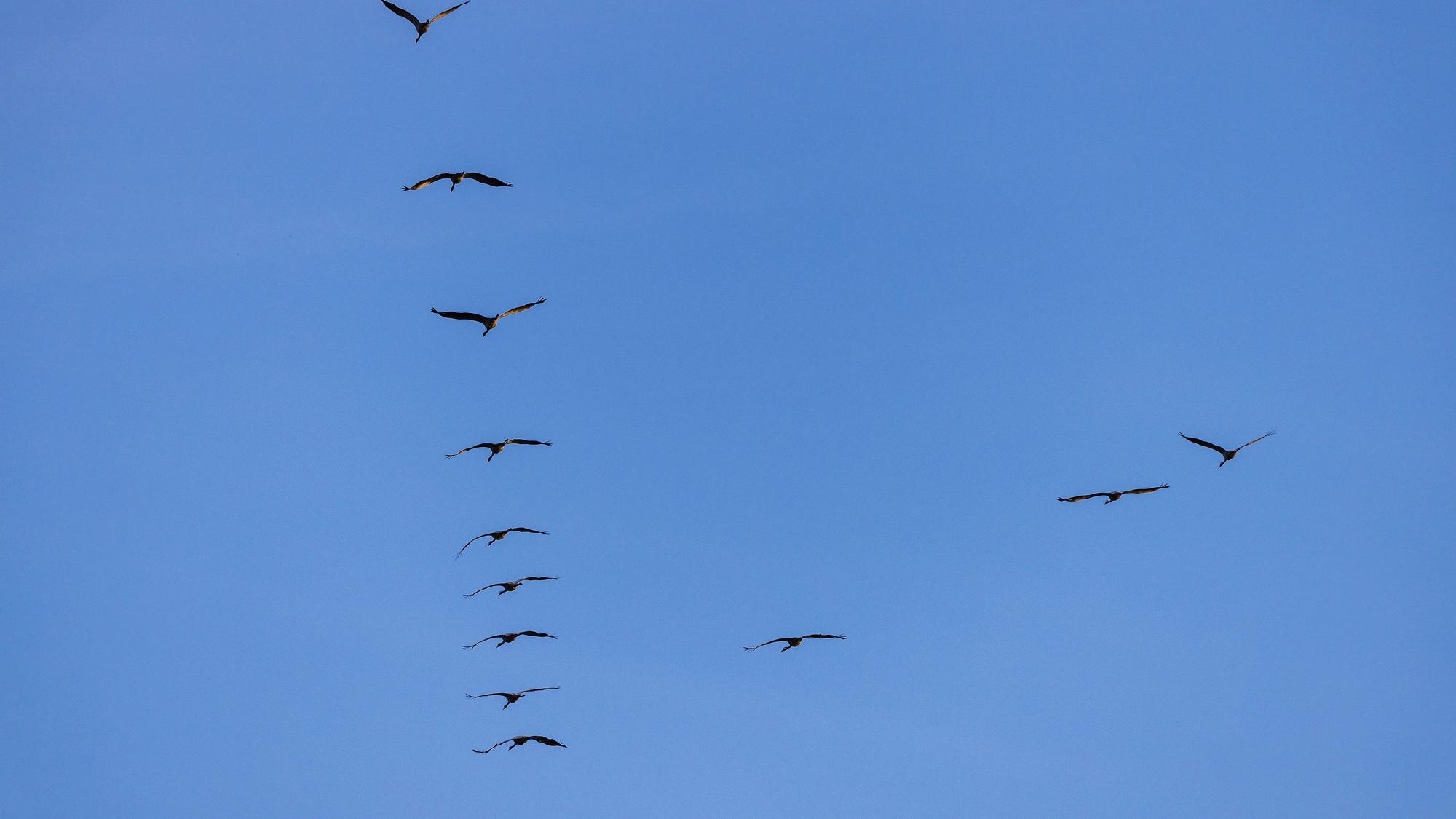 Kraniche fliegen am Himmel.