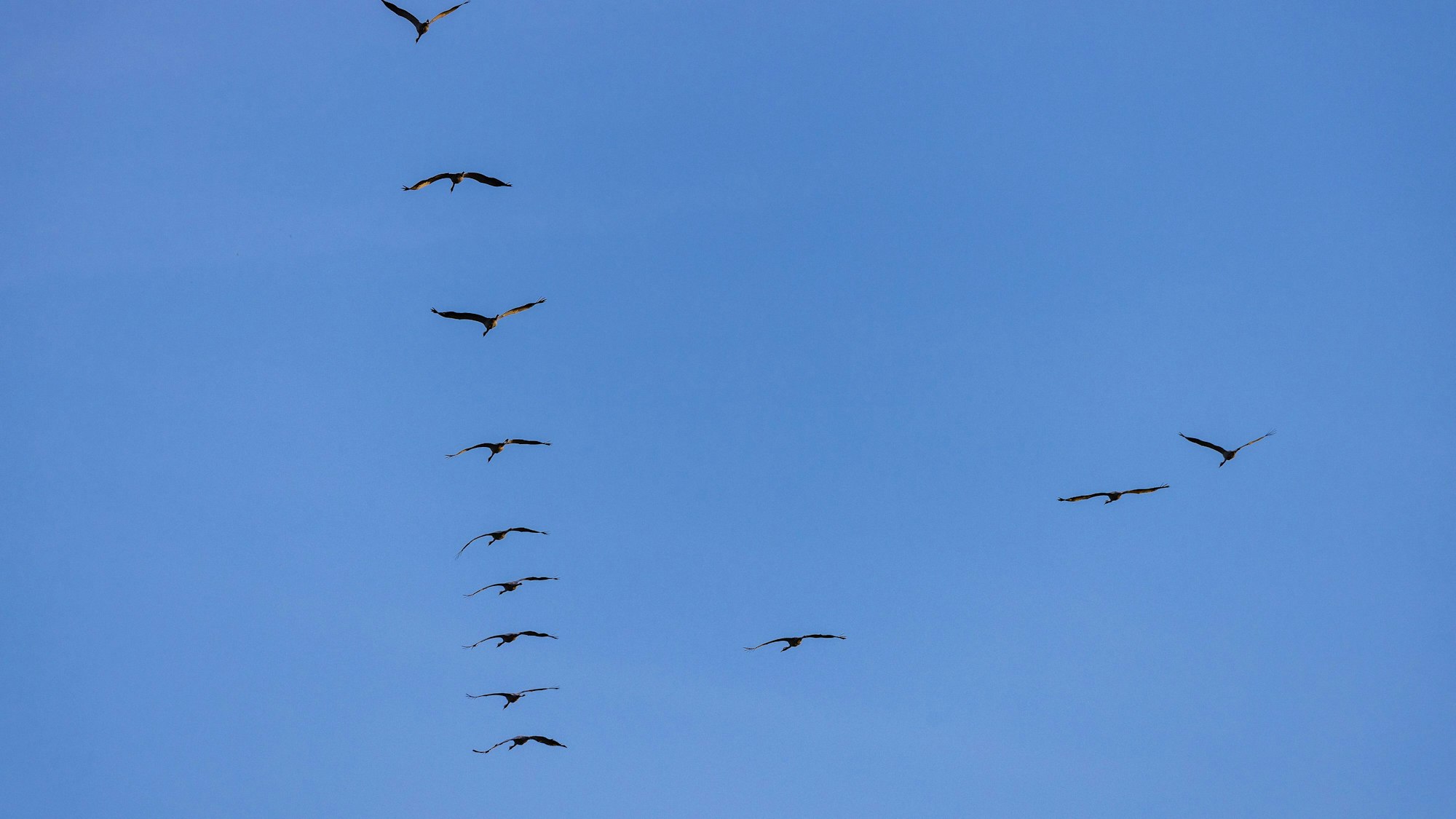 Kraniche fliegen am Himmel.