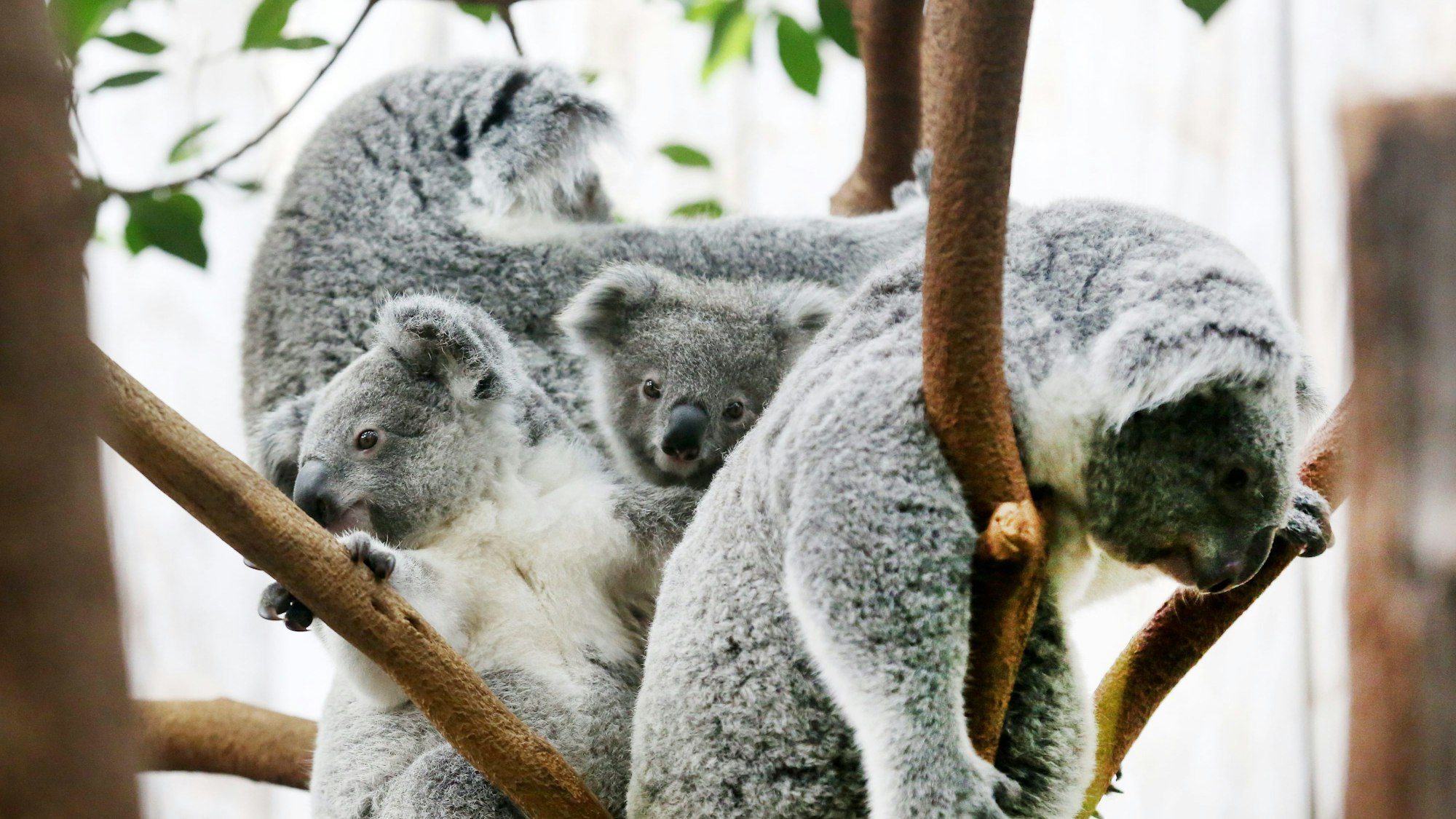ARCHIV - 15.03.2021, Nordrhein-Westfalen, Duisburg: Koala-Baby Eerin (M) sitzt mit Brüderchen Tarni (l) und den Müttern Eova (hinten l) und Gooni in einer Astgabel. Das kleine Koala-Mädchen im Duisburger Zoo muss von ihrem Tierpfleger zugefüttert werden, weil Mutter Eova eine Entzündung in einer Zitze hatte und somit keine Muttermilch abgeben konnte. (zu dpa: «Magen-Darm: Drei Koalas im Duisburger Zoo gestorben») Foto: Roland Weihrauch/dpa +++ dpa-Bildfunk +++