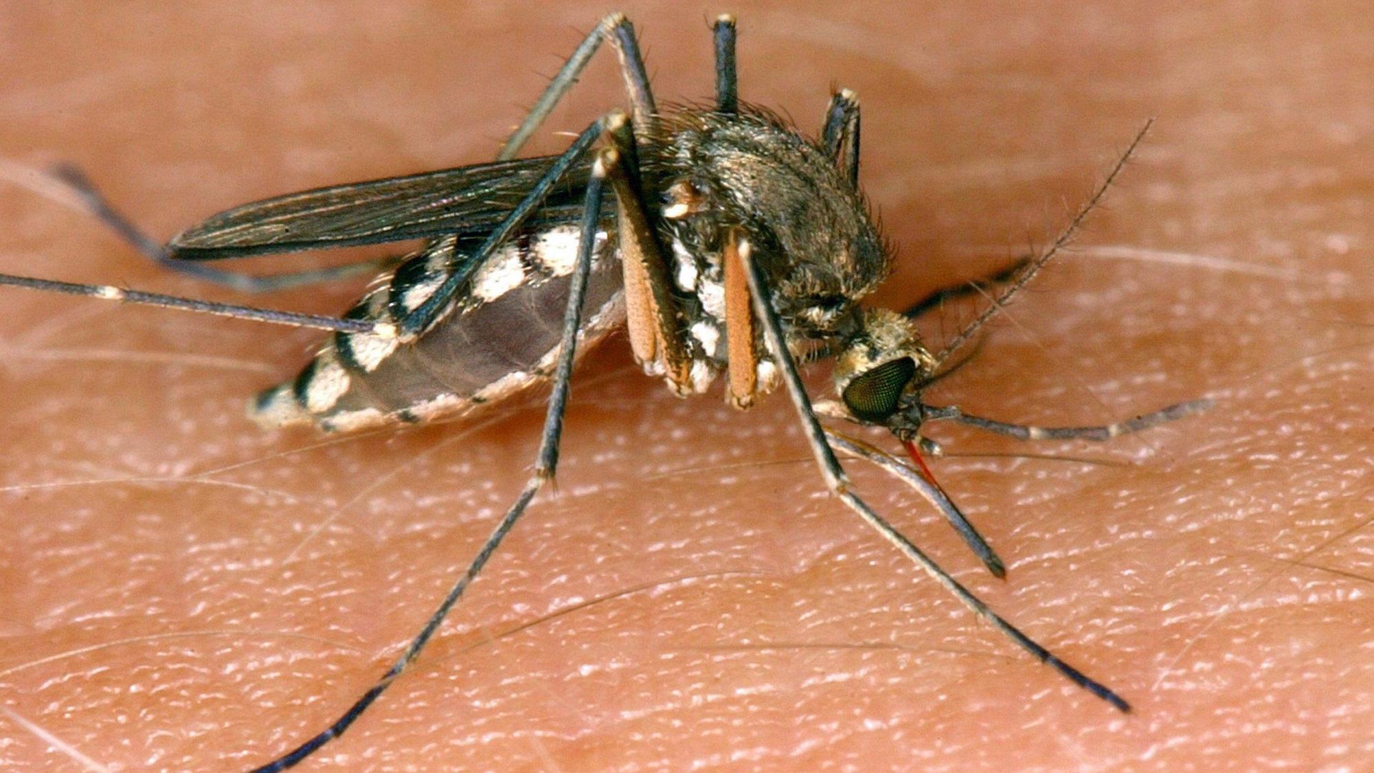 Eine Mücke saugt Blut aus der Haut. Heimische Mücken gelten als Überträger des West-Nil-Virus. (Symbolbild)