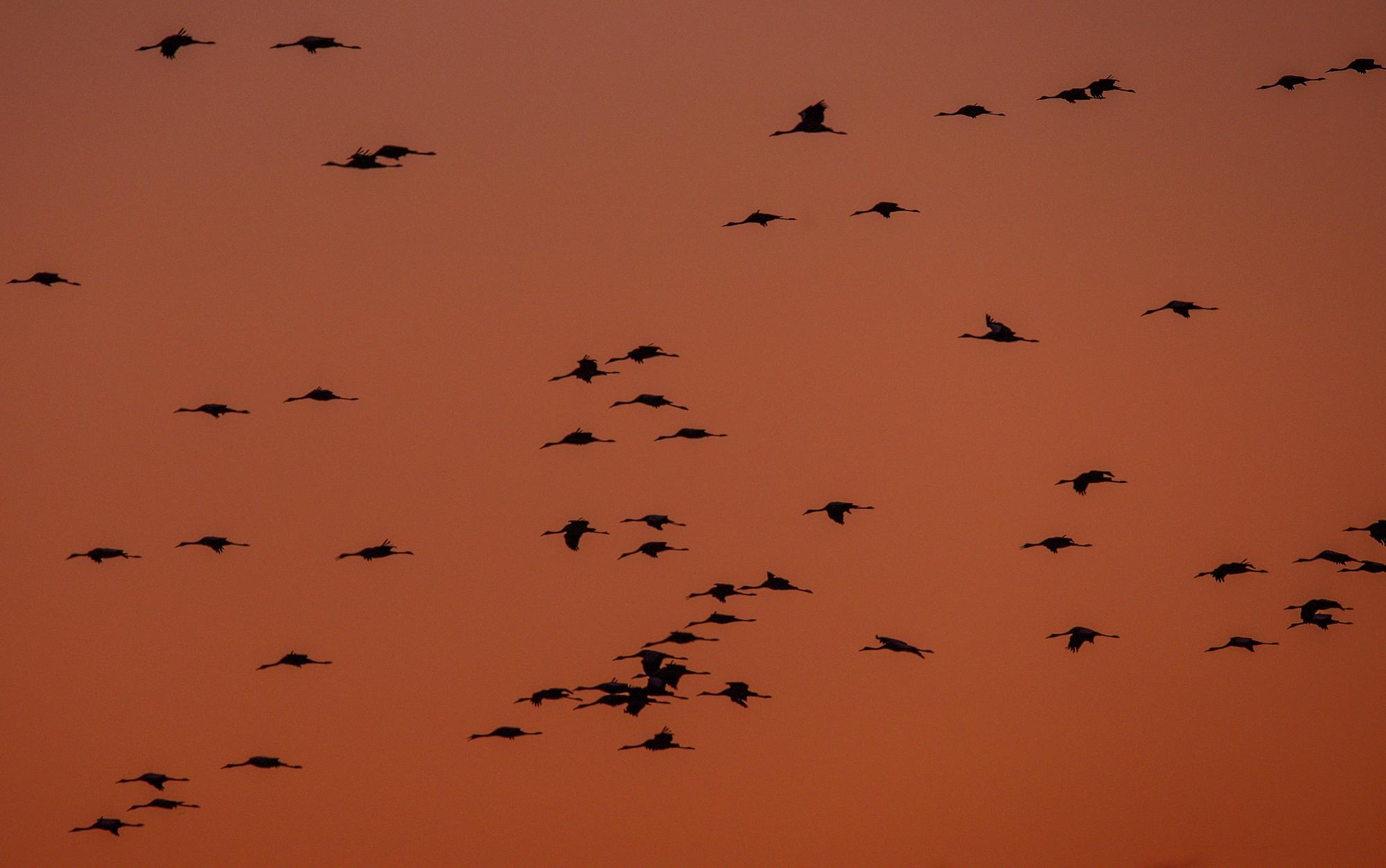 Die Graukraniche (Grus grus) kommen derzeit aus Skandinavien und Osteuropa und machen in Mecklenburg-Vorpommern Rast.