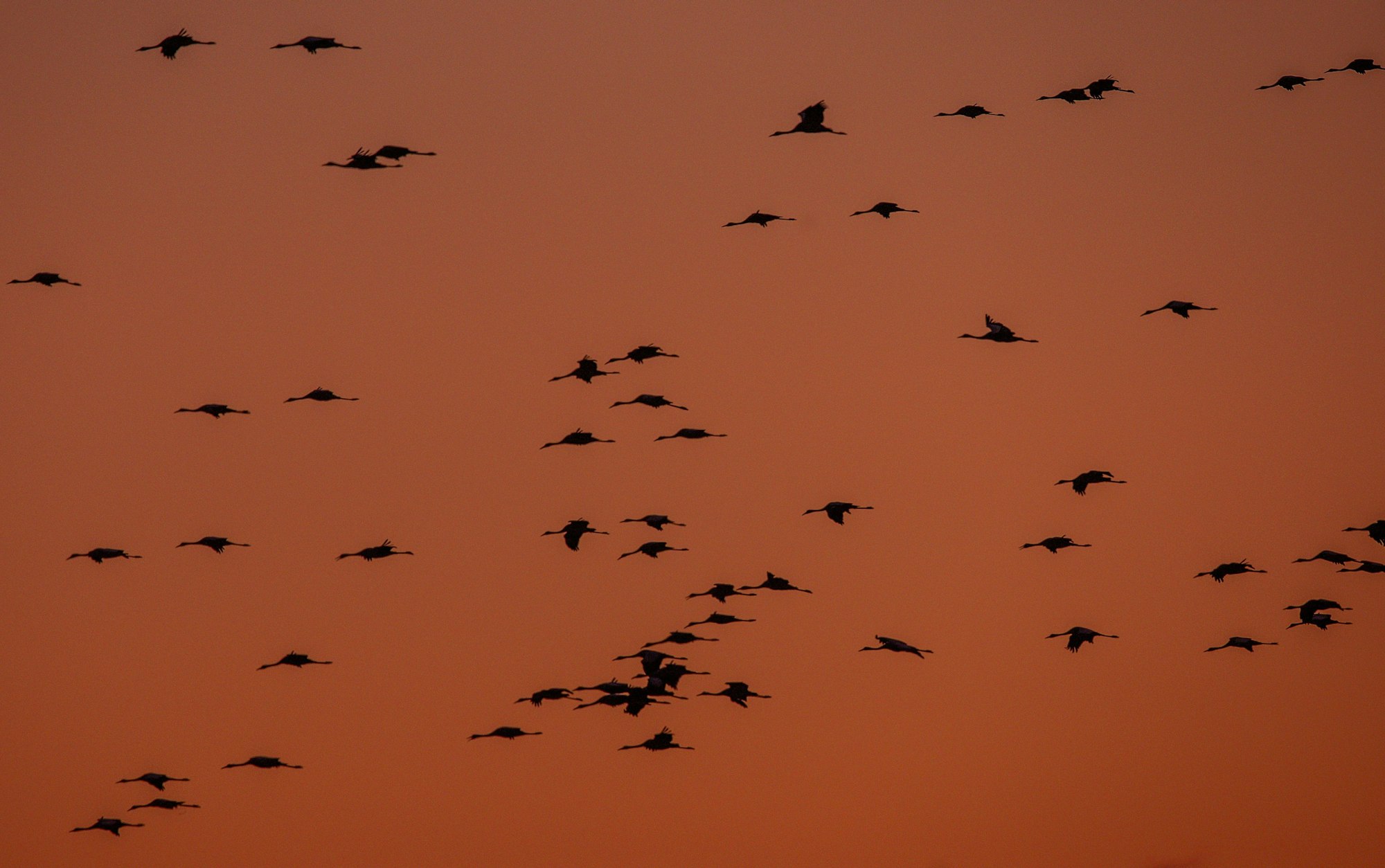 Die Graukraniche (Grus grus) kommen derzeit aus Skandinavien und Osteuropa und machen in Mecklenburg-Vorpommern Rast.