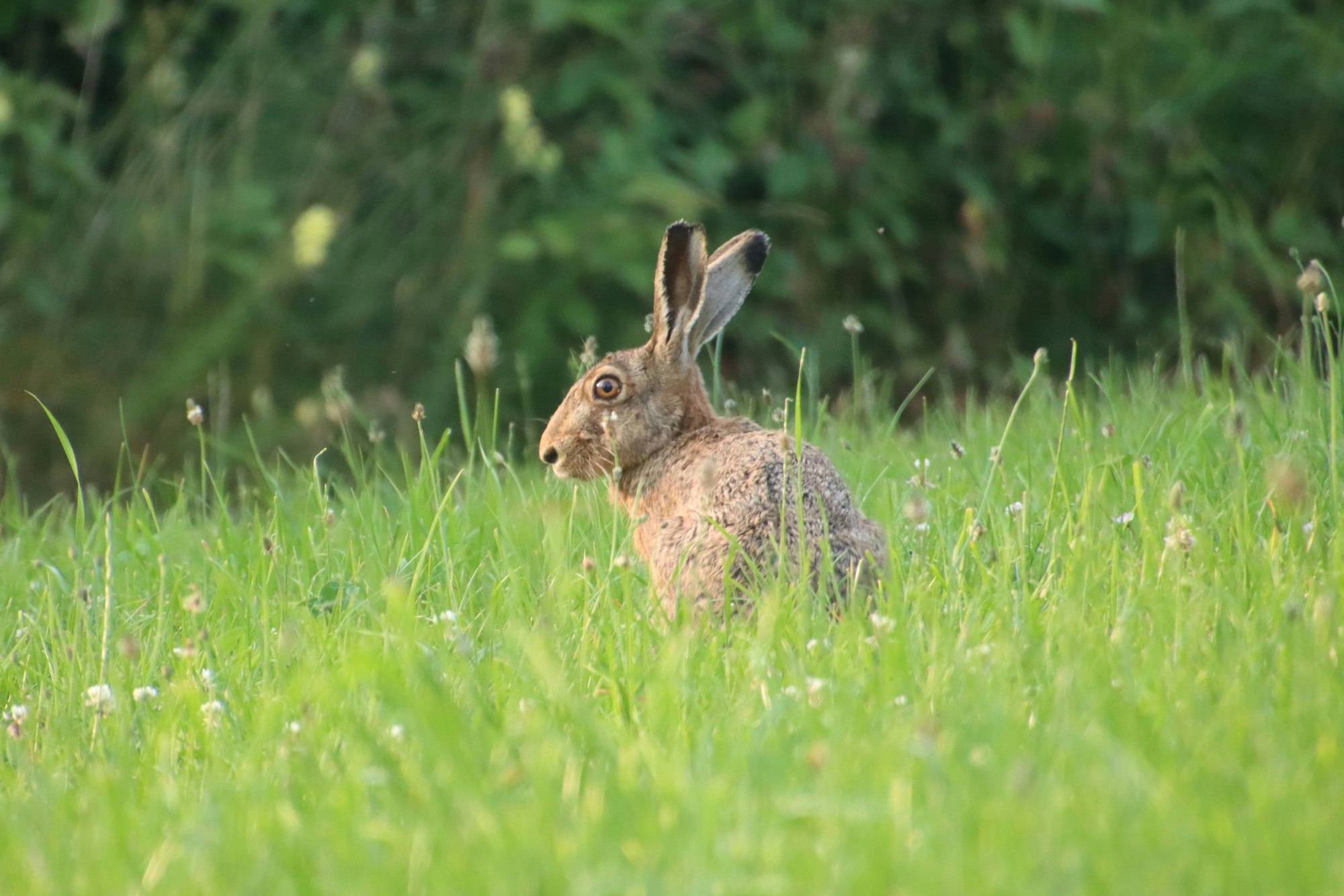 Ein Feldhase sitzt im hohen Gras in der Sonne.