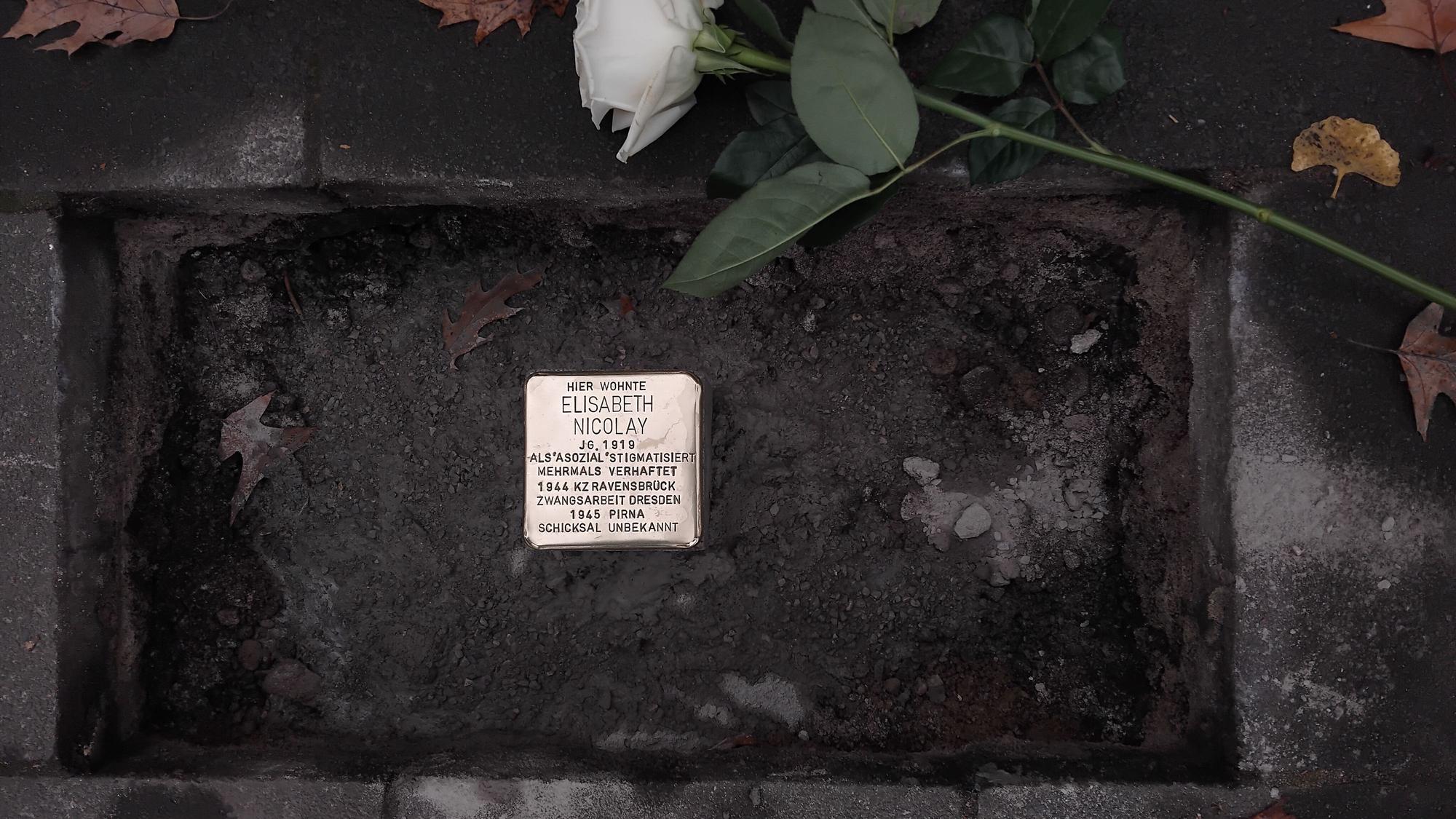 Eine weiße Rose liegt neben einem gold glänzenden Stolperstein, auf dem steht: "hier wohnte Elisabeth Nicolay, JG. 1919, als asozial stigmatisiert, mehrmals verhaftet, 1944 KZ Ravensbrück, Zwangsarbeit Dresden, 1945 Pirna, Schicksal unbekannt"