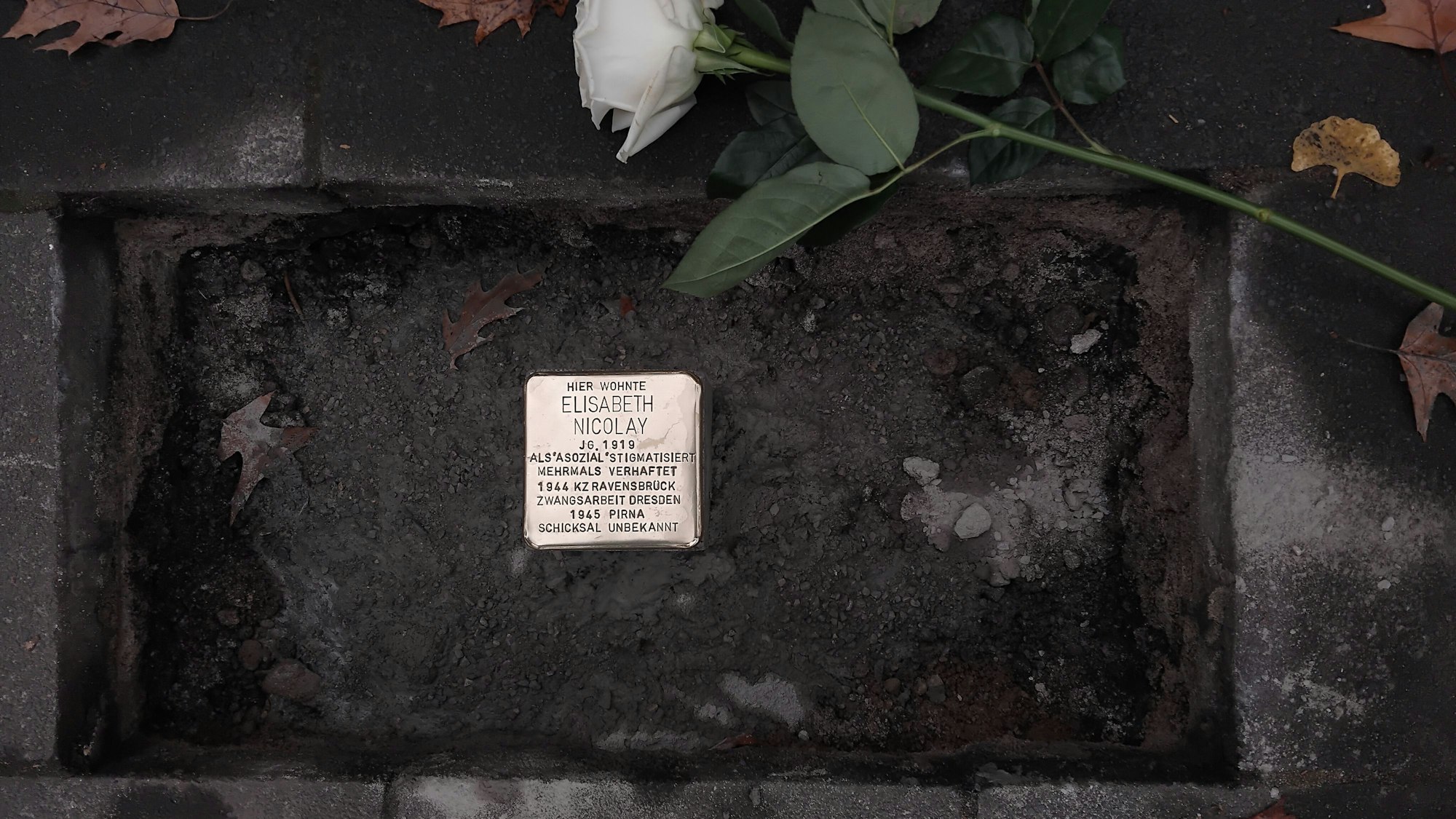 Eine weiße Rose liegt neben einem gold glänzenden Stolperstein, auf dem steht: "hier wohnte Elisabeth Nicolay, JG. 1919, als asozial stigmatisiert, mehrmals verhaftet, 1944 KZ Ravensbrück, Zwangsarbeit Dresden, 1945 Pirna, Schicksal unbekannt"