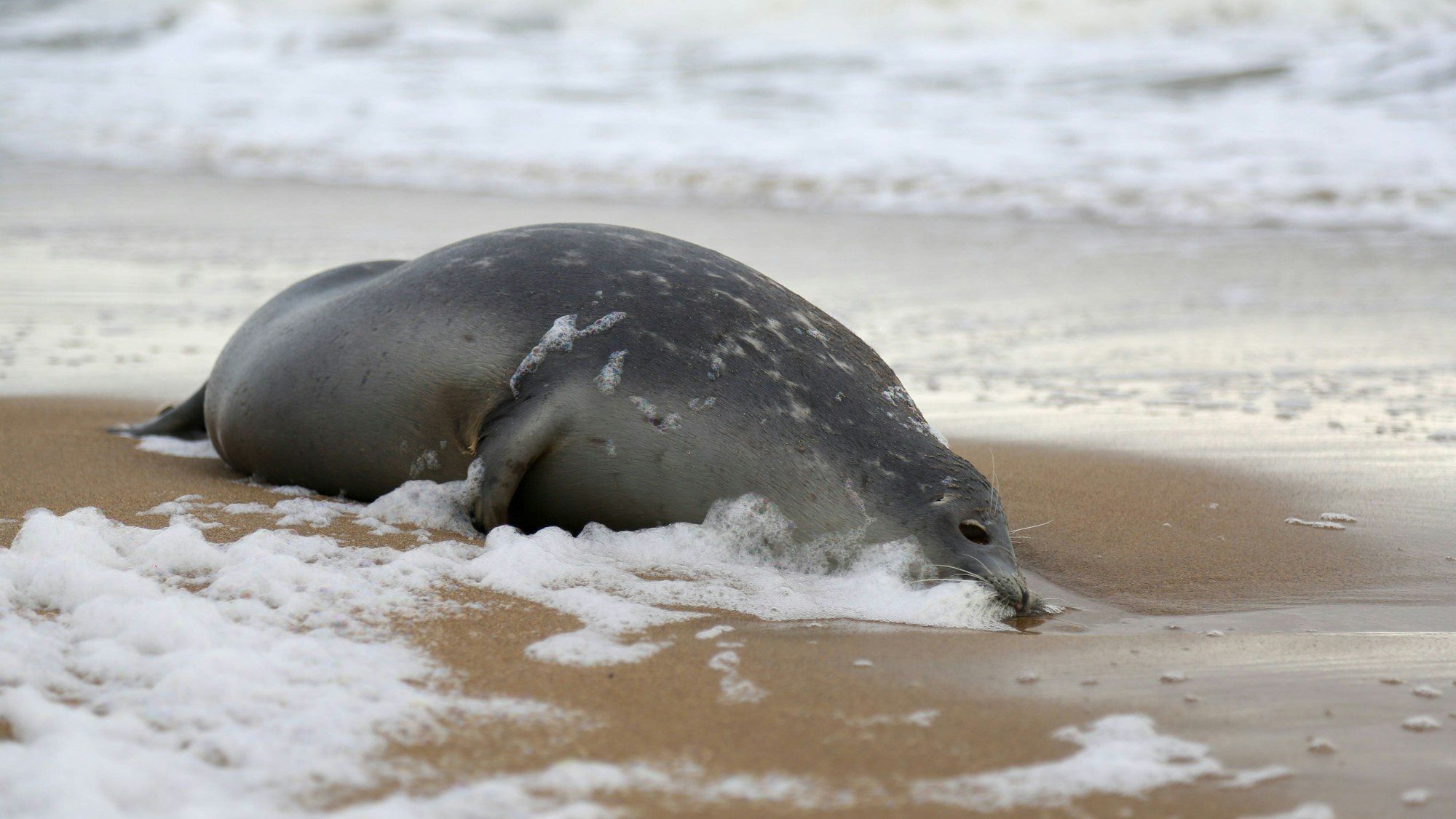 Eine tote Kaspische Robbe liegt am Kaspischen Meer im Sand. Binnen zwei Wochen wurden mehr als 530 tote Robben angespült.