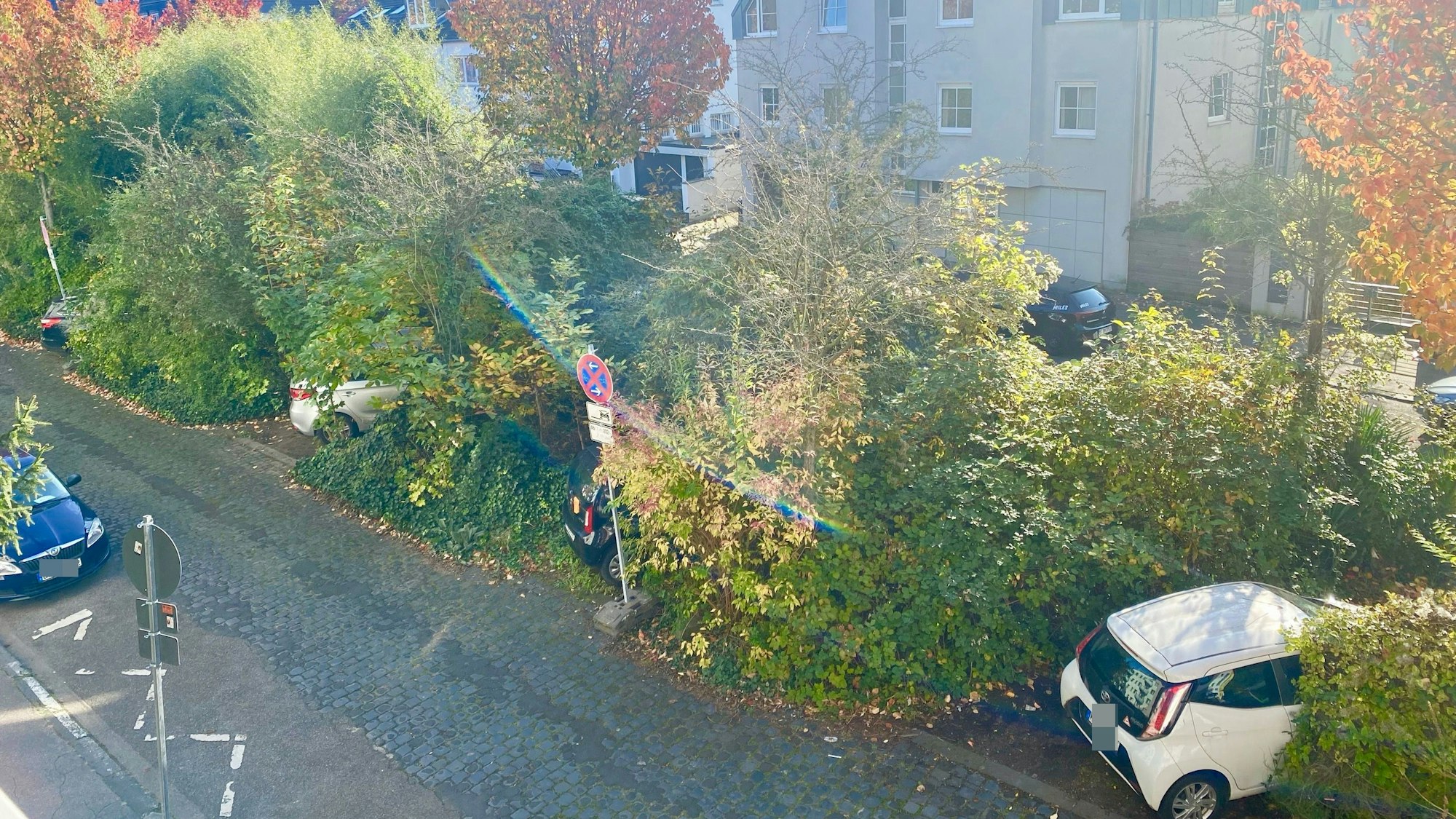 Die Sträucher und Pflanzen auf dem Kringsweg sind mittlerweile hoch gewuchert.