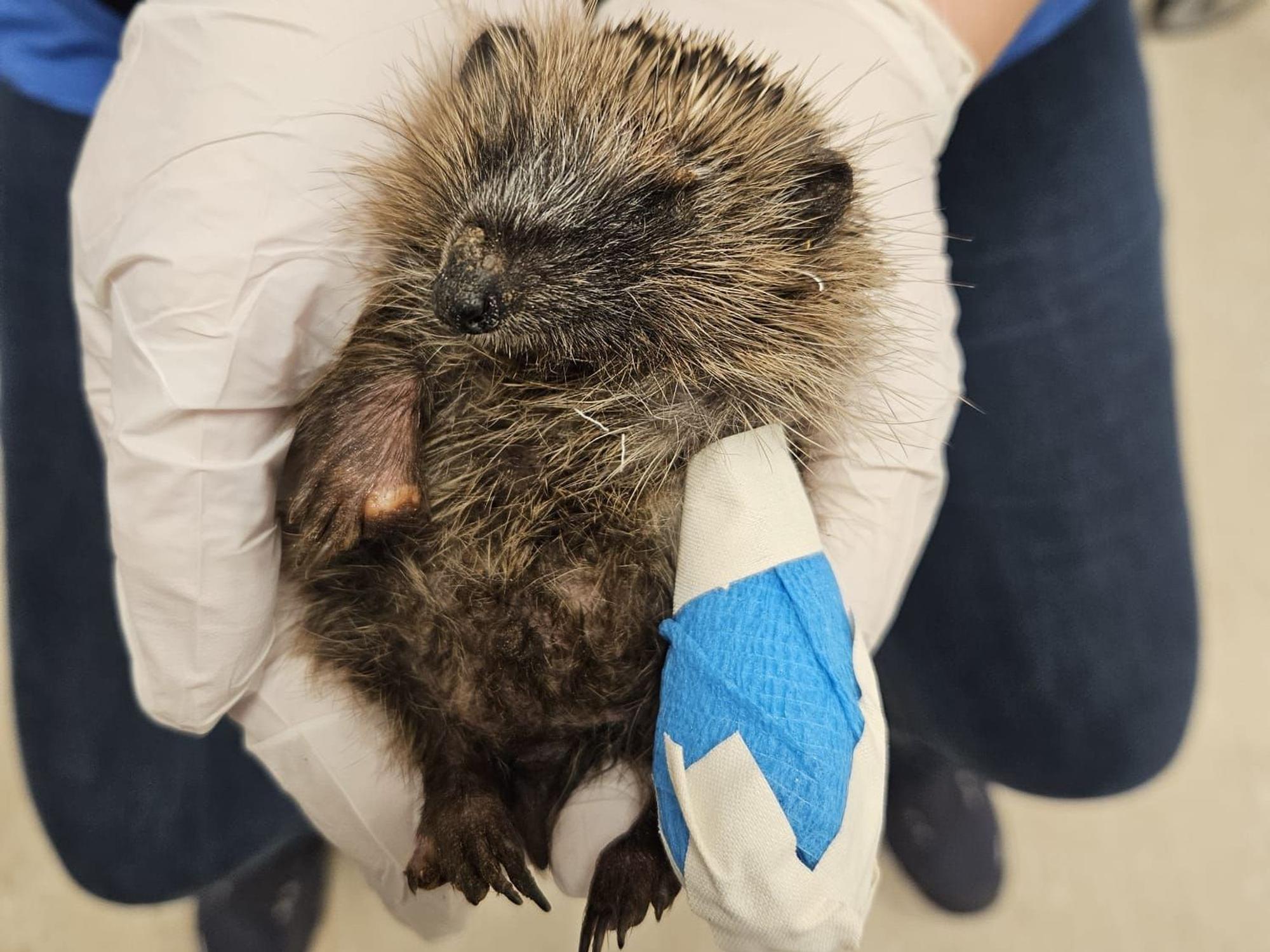 Der verletzte Igel Stefan mit der verbundenen linken Vorderpfote in der „Auffangstation Henriette“.