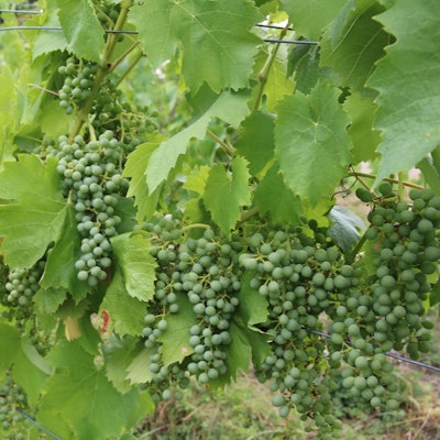 Grüne Trauben hängen an den Weinstöcken.