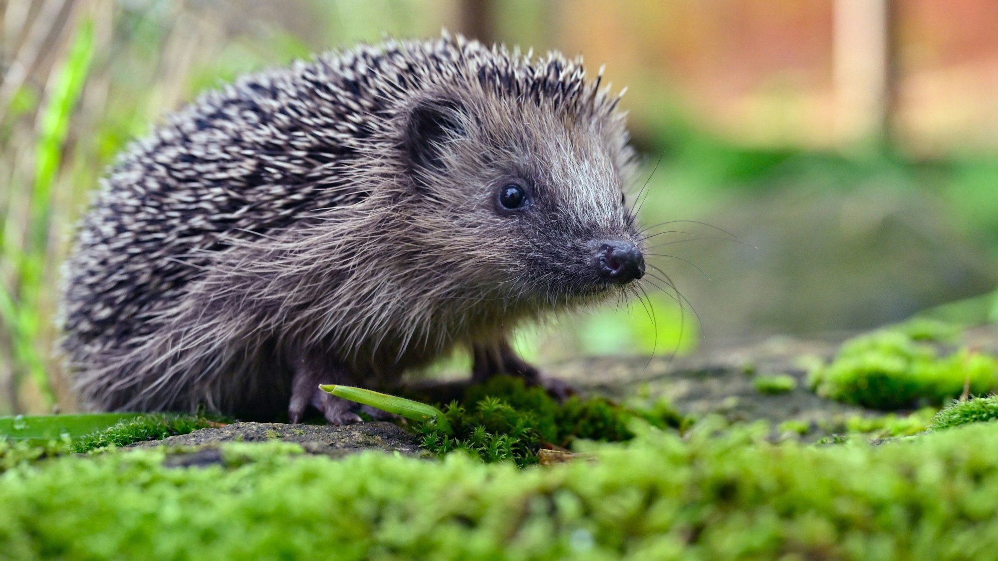 Igel werden von Mährobotern schnell übersehen. Bereits kleine Hautverletzungen können für die Tiere lebensbedrohlich sein.