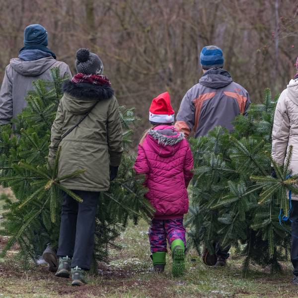 Familien tragen abgesägte Bäume über eine Weihnachtsbaumplantage.