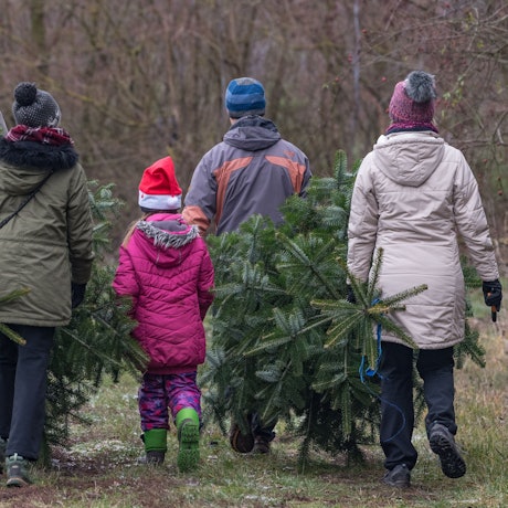 Familien tragen abgesägte Bäume über eine Weihnachtsbaumplantage.