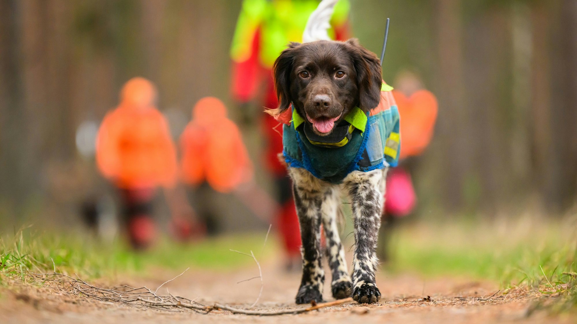 Jagdhunde und Treiber sind im Wald unterwegs. Ihre Aufgabe ist anspruchsvoll, vor allem im dichten Unterholz.