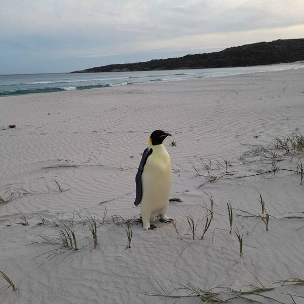 01.11.2024, Australien, Denmark: Auf diesem vom für Biodiversität und Artenschutz zuständigen Ministerium von Western Australia (DBCA) zur Verfügung gestellten Foto ist ein in Australien gestrandeter Kaiserpinguin am Ocean Beach nahe des Ortes Denmark zu sehen. Der Seevogel ist zu einer kleinen Sensation geworden: Noch nie zuvor ist ein Exemplar dieser Spezies, die eigentlich nur in der Antarktis lebt, so weit nördlich gesichtet worden.