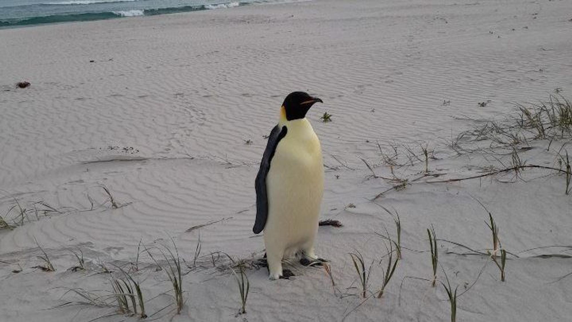 01.11.2024, Australien, Denmark: Auf diesem vom für Biodiversität und Artenschutz zuständigen Ministerium von Western Australia (DBCA) zur Verfügung gestellten Foto ist ein in Australien gestrandeter Kaiserpinguin am Ocean Beach nahe des Ortes Denmark zu sehen. Der Seevogel ist zu einer kleinen Sensation geworden: Noch nie zuvor ist ein Exemplar dieser Spezies, die eigentlich nur in der Antarktis lebt, so weit nördlich gesichtet worden.