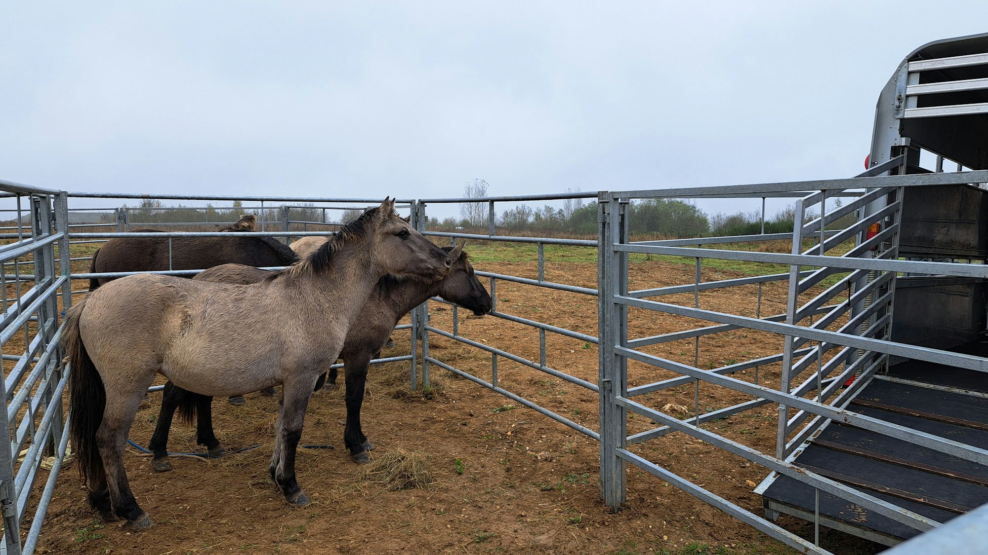 Zu sehen sind mehrere Wildpferde in einem Gatter aus Metall vor einem Hänger.