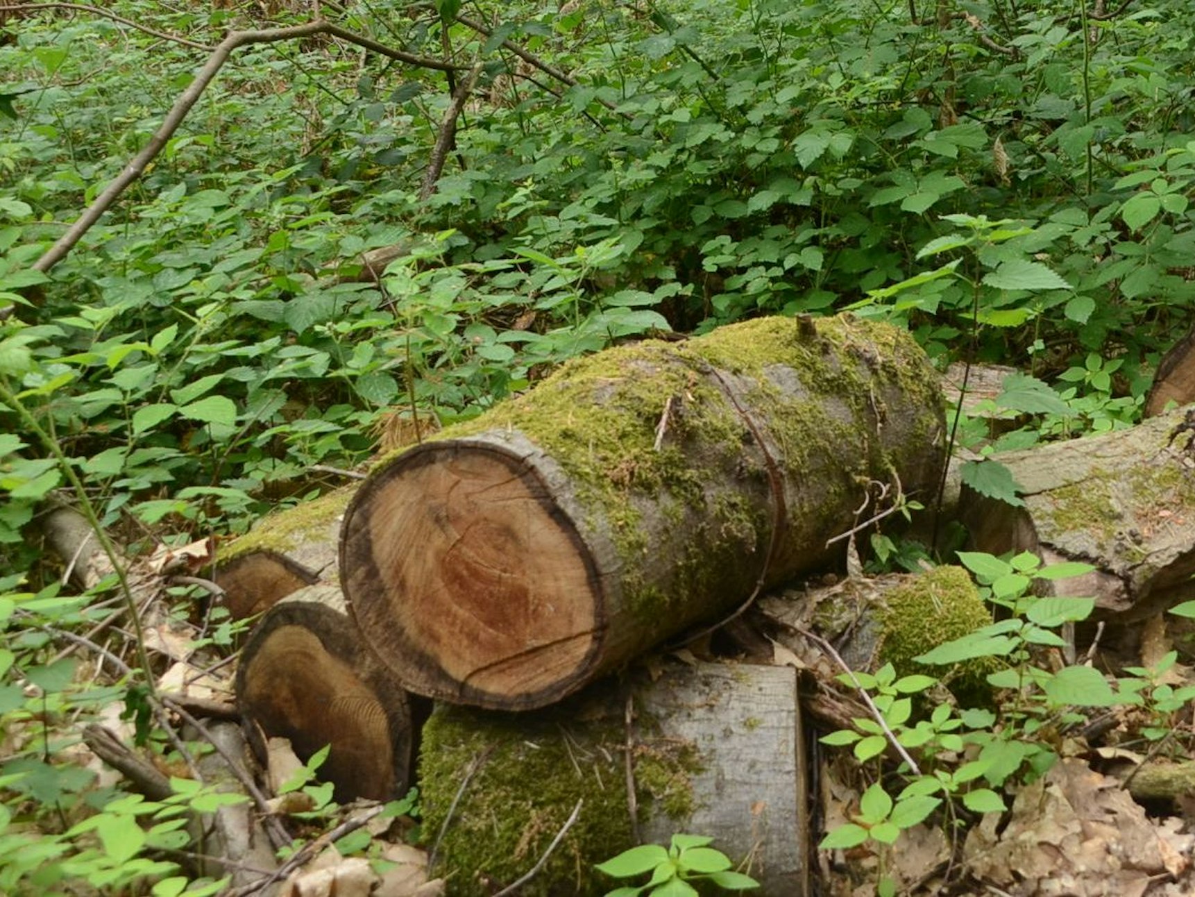 Am 25. Juni 2021 traf ein herabstürzender tonnenschwerer Ast eine Troisdorfer Ärztin im dortigen Waldpark.