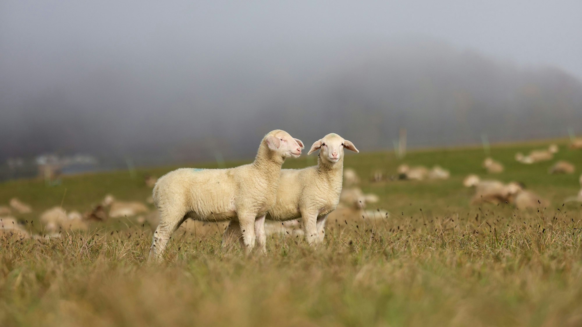 Das Symbolfoto zeigt zwei Schafe auf einer Weide. Im Hintergrund sind im Nebel unscharf weitere Schafe zu erkennen.