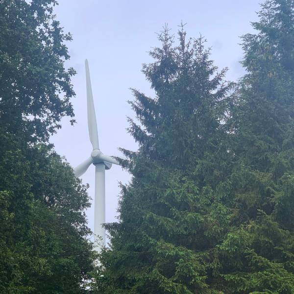 An einer lichten Stelle im Wald kommt ein Windrad zum Vorschein.