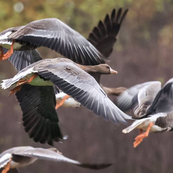 14.11.2024, Nordrhein-Westfalen, Kleve: Wildgänse fliegen am Niederrhein über eine Wiese. Die ersten Wildgänse sind an den Niederrhein zurückgekehrt.