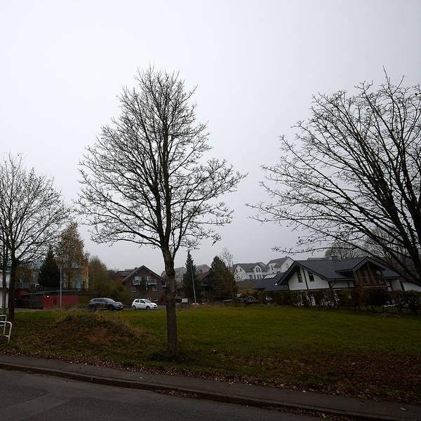 Im Vordergrund stehen karge Bäume an einer Straße unter grauem Himmel. Im Hintergrund sind Gebäude und Autos zu sehen.