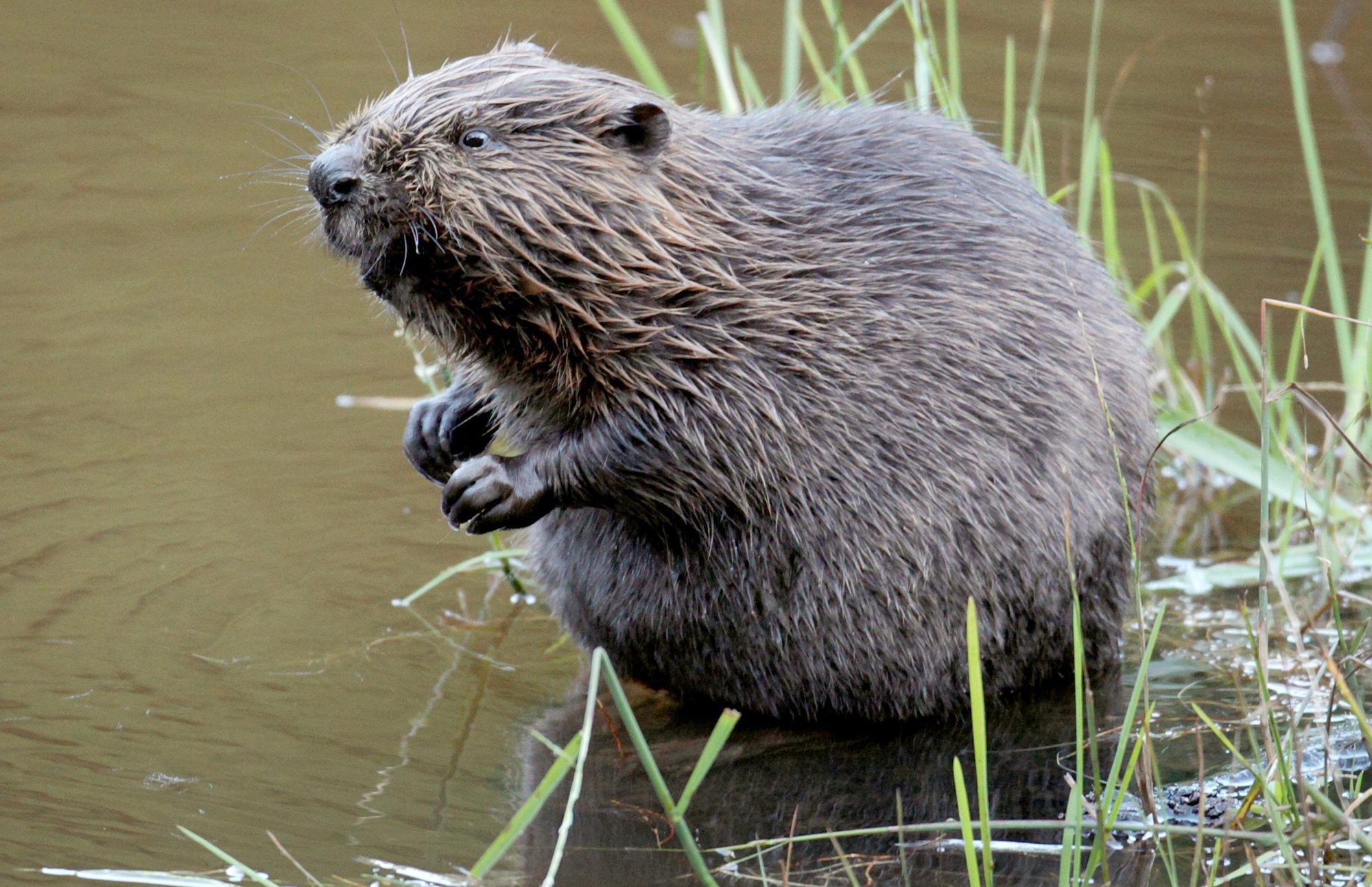 Düren: Ein Biber sitzt im Wasser. (zu dpa: «Gericht verbietet erleichterten Abschuss von Bibern im Allgäu») Foto: Felix Heyder/dpa +++ dpa-Bildfunk +++