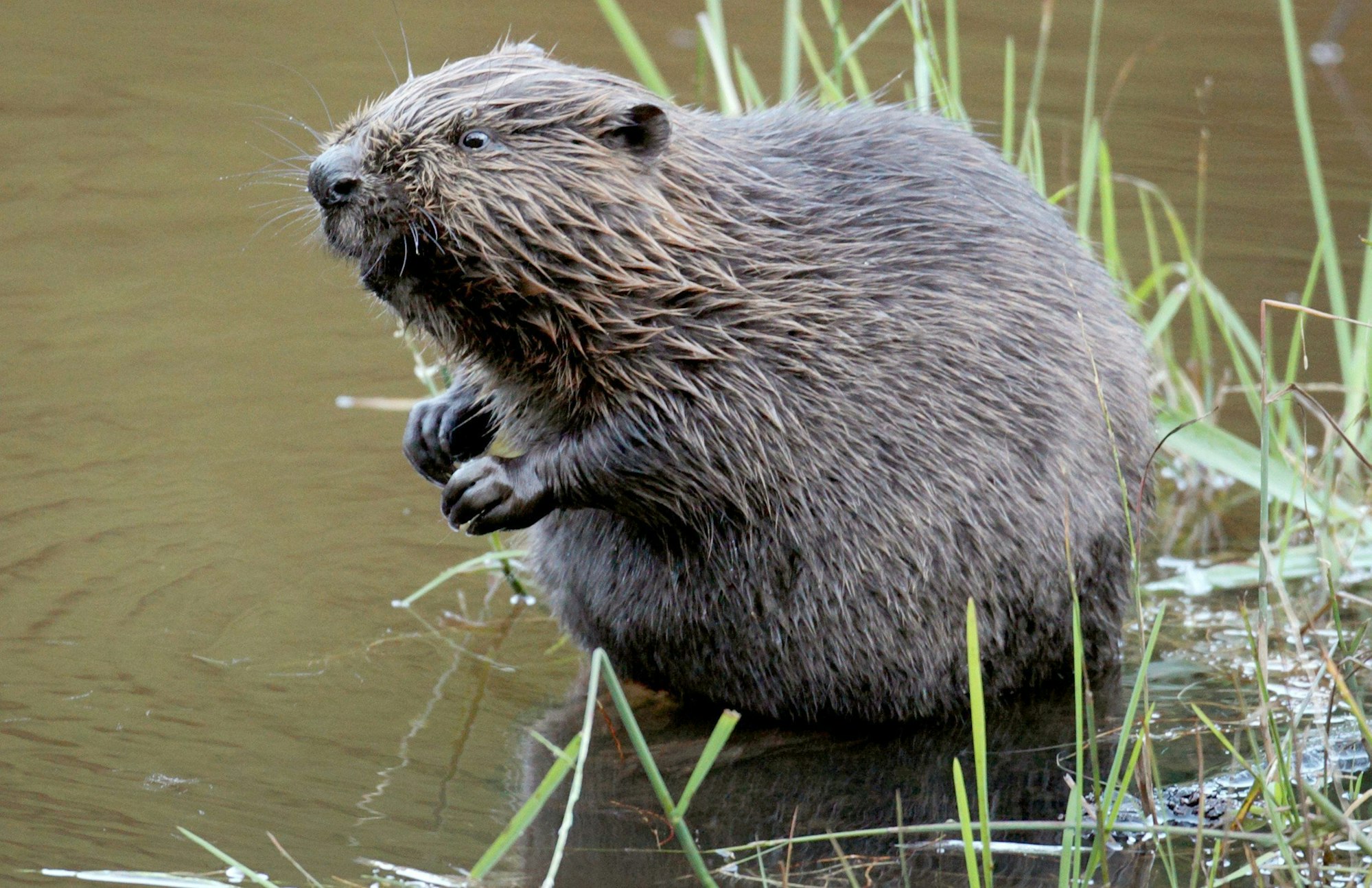 Düren: Ein Biber sitzt im Wasser. (zu dpa: «Gericht verbietet erleichterten Abschuss von Bibern im Allgäu») Foto: Felix Heyder/dpa +++ dpa-Bildfunk +++