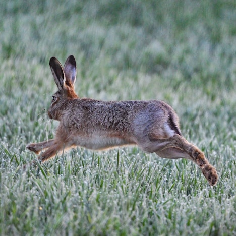 Ein Feldhase (Lepus europaeus) springt am über ein Feld.