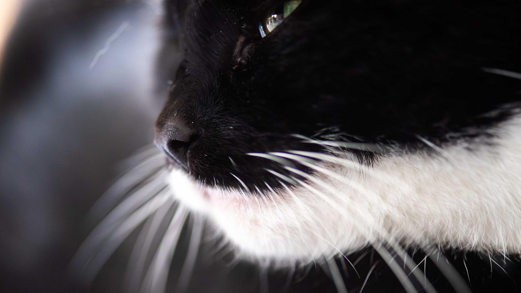 Symbolfoto von einer schwarz-weißen Katze.