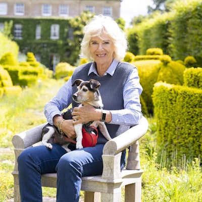 Einer der Hunde der britischen Königin Camilla auf ihrem Schoss.