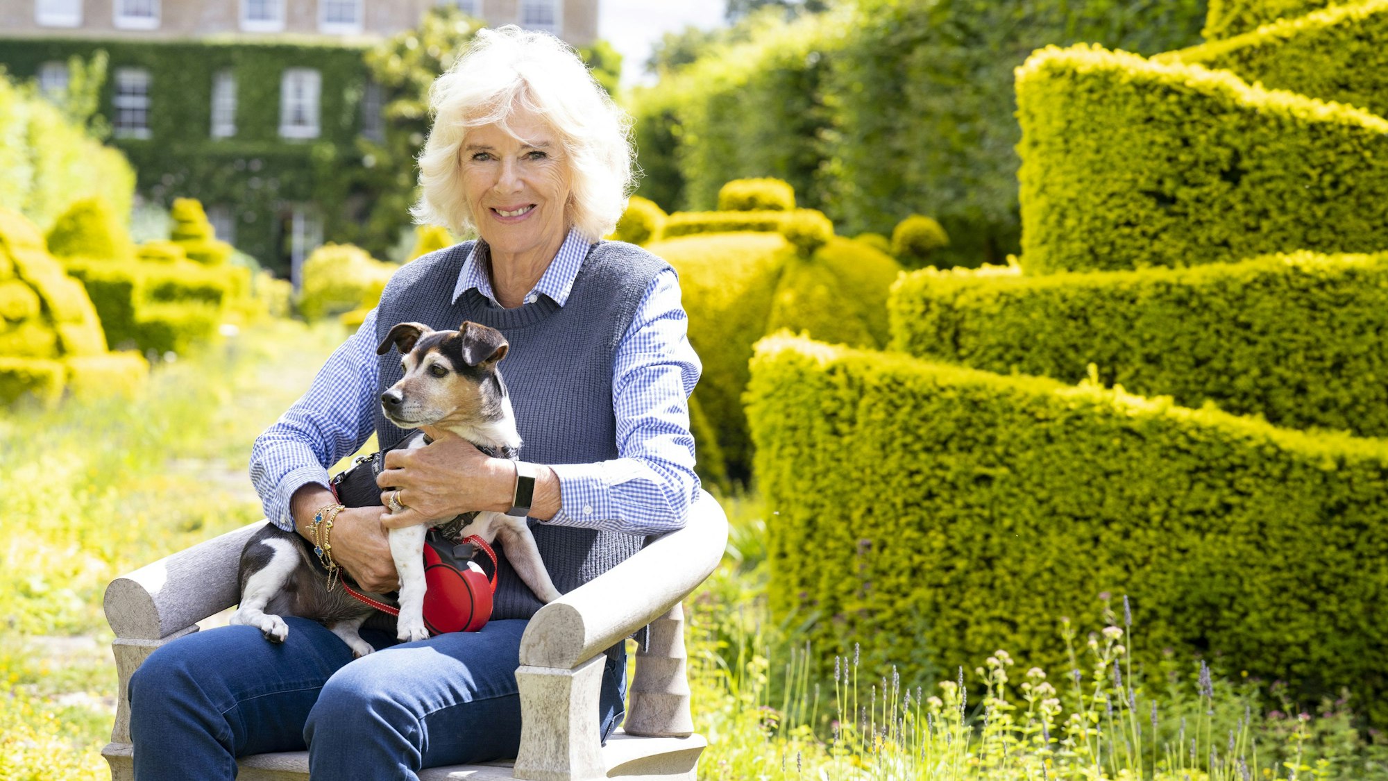 Einer der Hunde der britischen Königin Camilla auf ihrem Schoss.