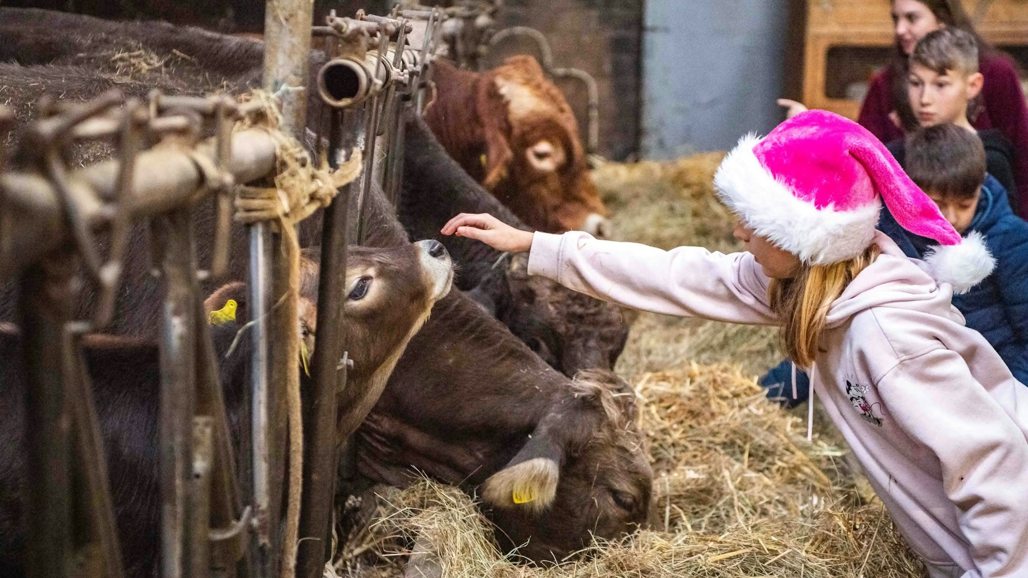 Das Bild zeigt eine Schülerin, die ein Kälbchen streichelt