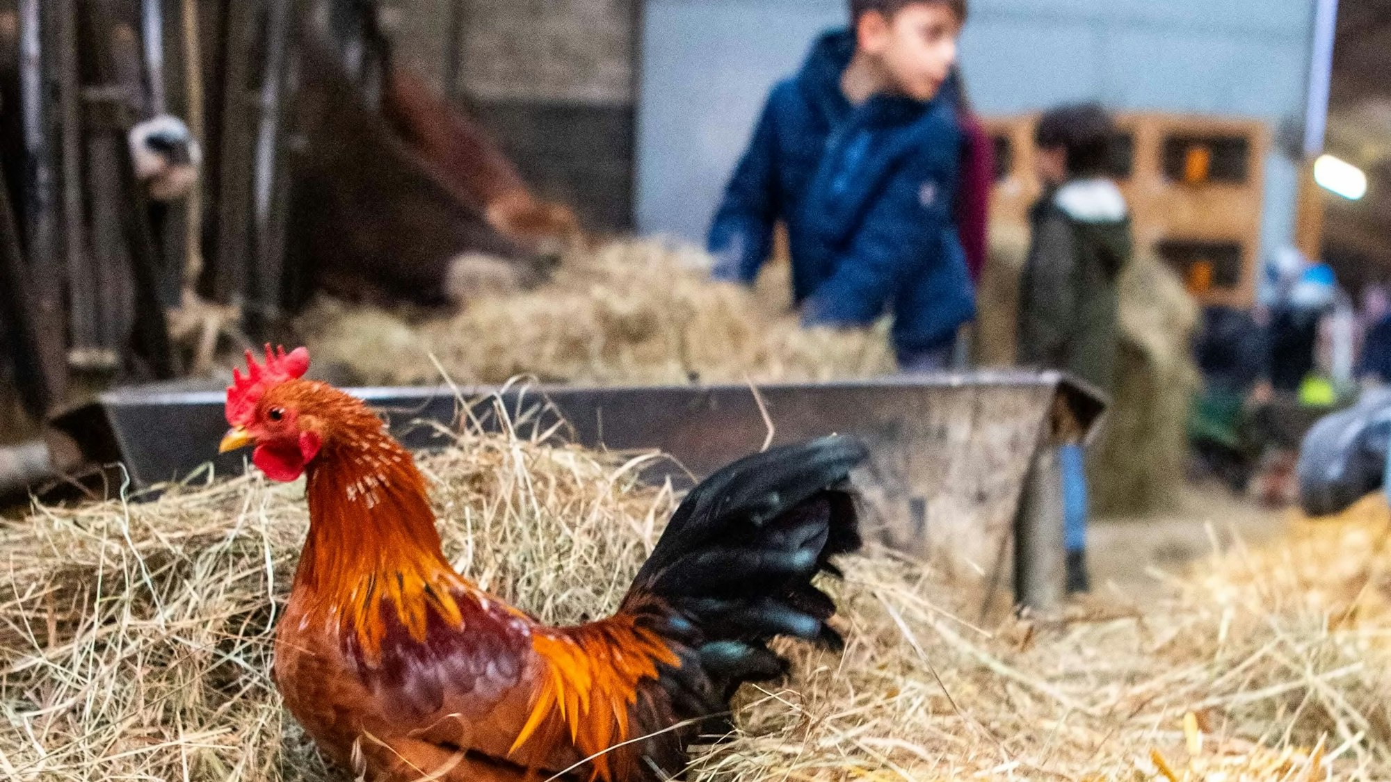 Das Bild zeigt einen Hahn, der im Stroh sitzt. Er ist in der Bauernhof-Klasse fotografiert worden.