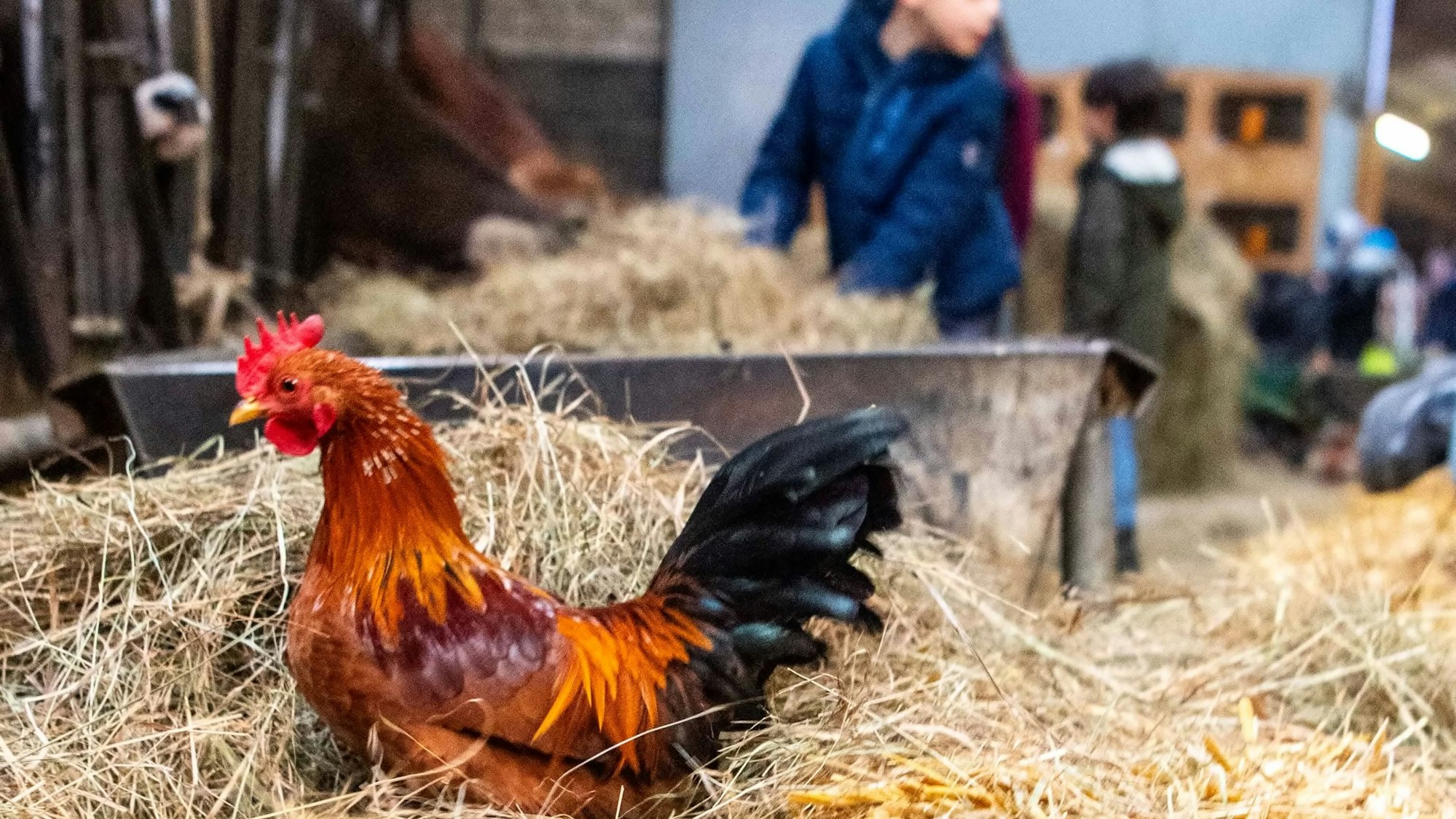 Das Bild zeigt einen Hahn, der im Stroh sitzt.