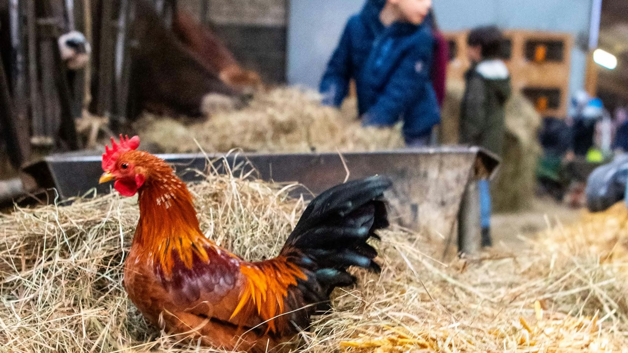 Das Bild zeigt einen Hahn, der im Stroh sitzt.