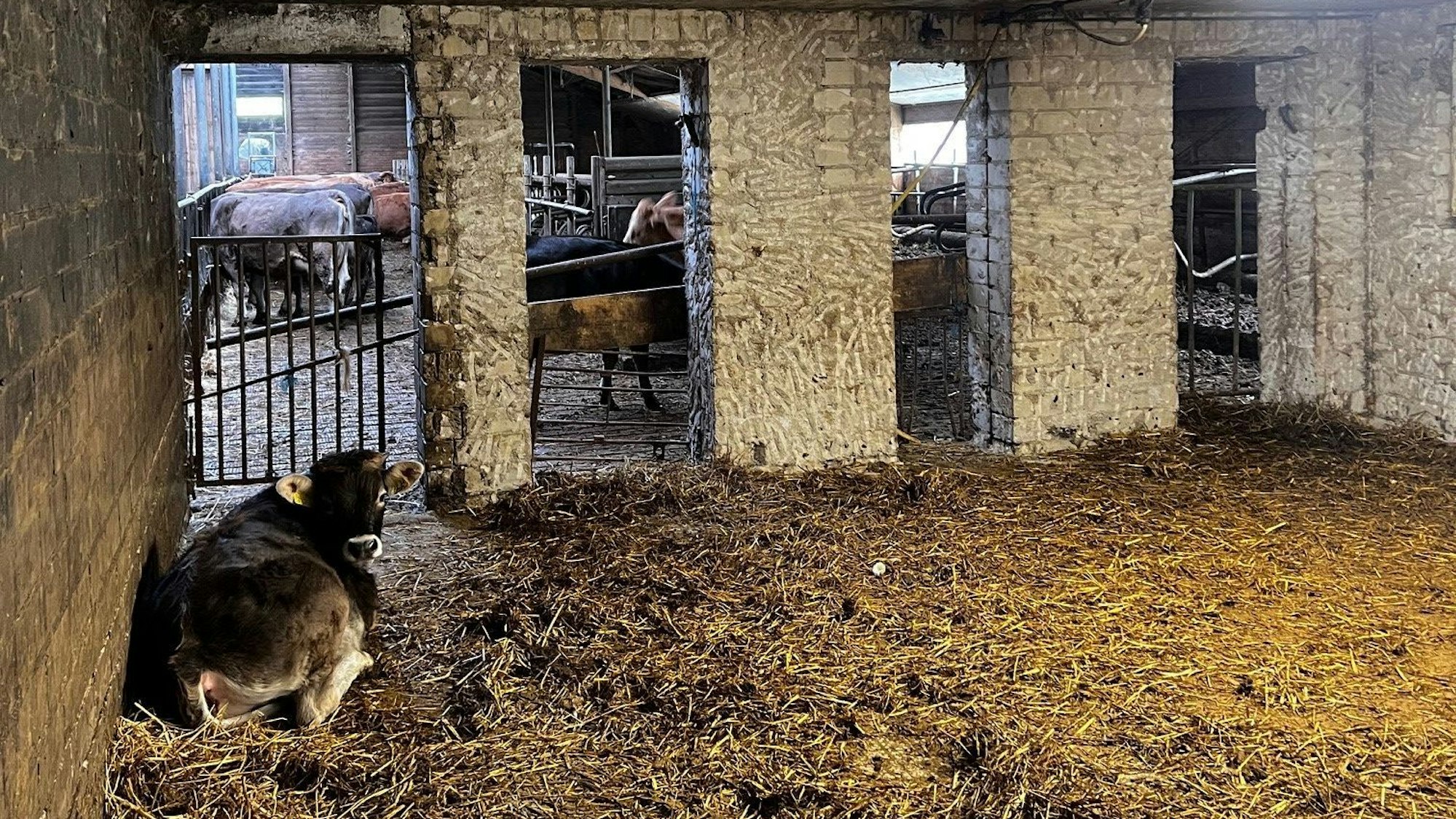 Das Bild zeigt ein Kalb, das auf dem Boden liegt. Im Hintergrund sind ausgewachsene Tiere zu sehen.