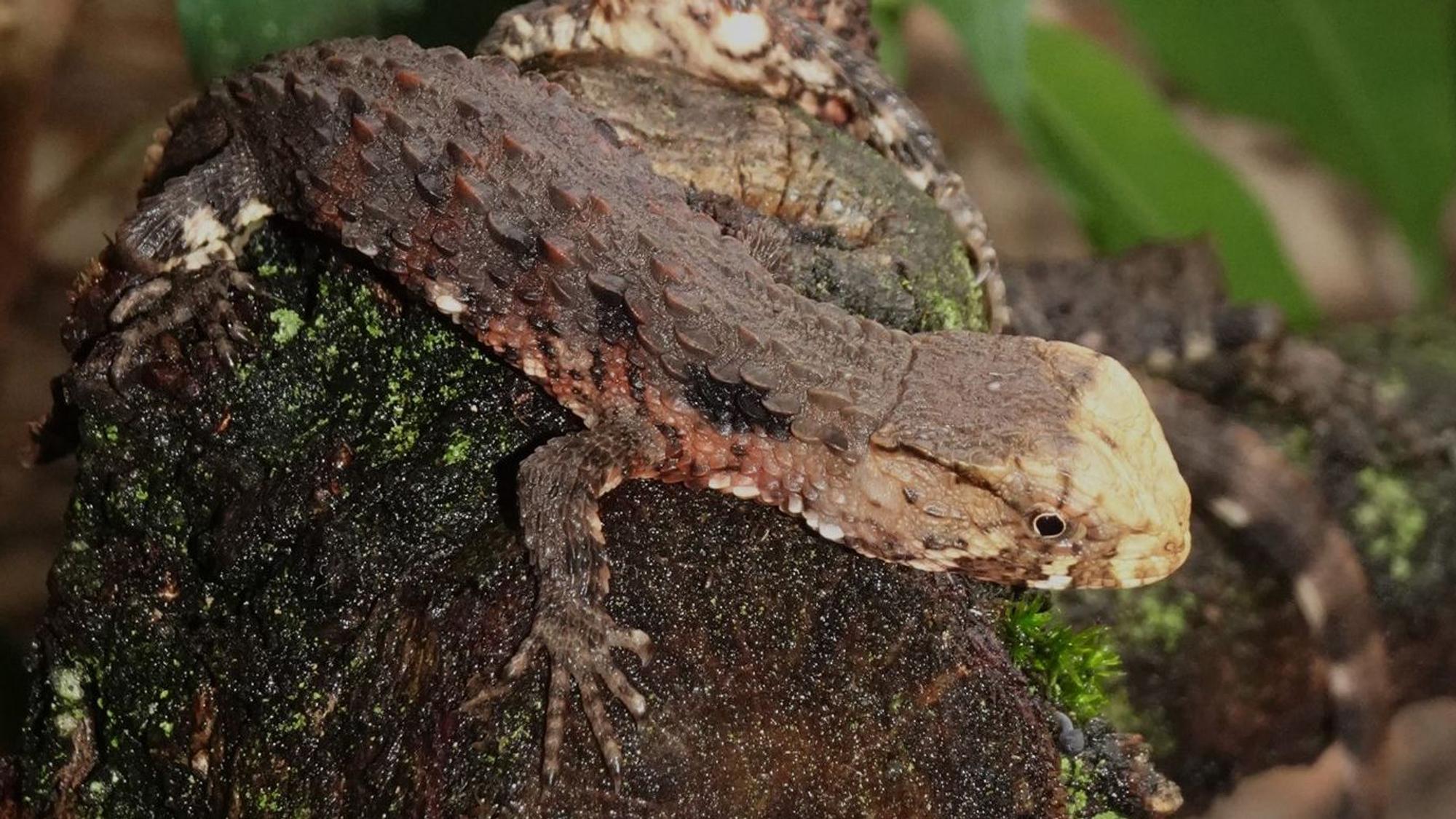 Eine Krokodilschwanzechse sitzt auf einem Stein
