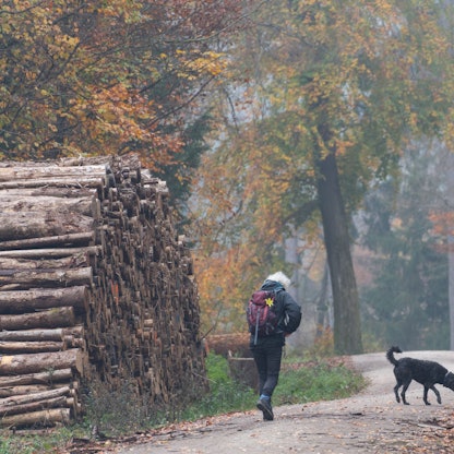 Das Foto zeigt  eine Spaziergängerin, die mit  ihrem Hund durch den nebligen Herbstwald geht.
