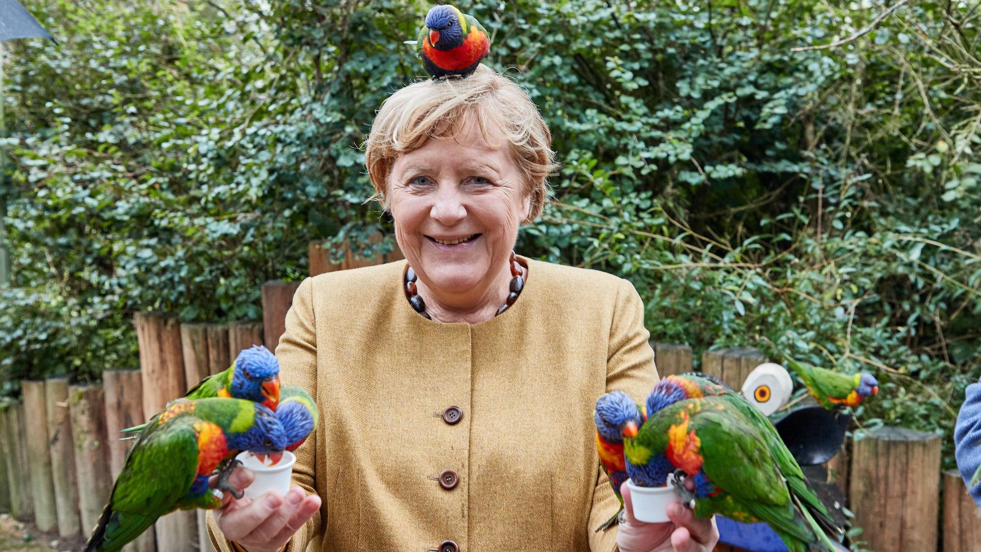Angela Merkel füttert australische Loris im Vogelpark Marlow.