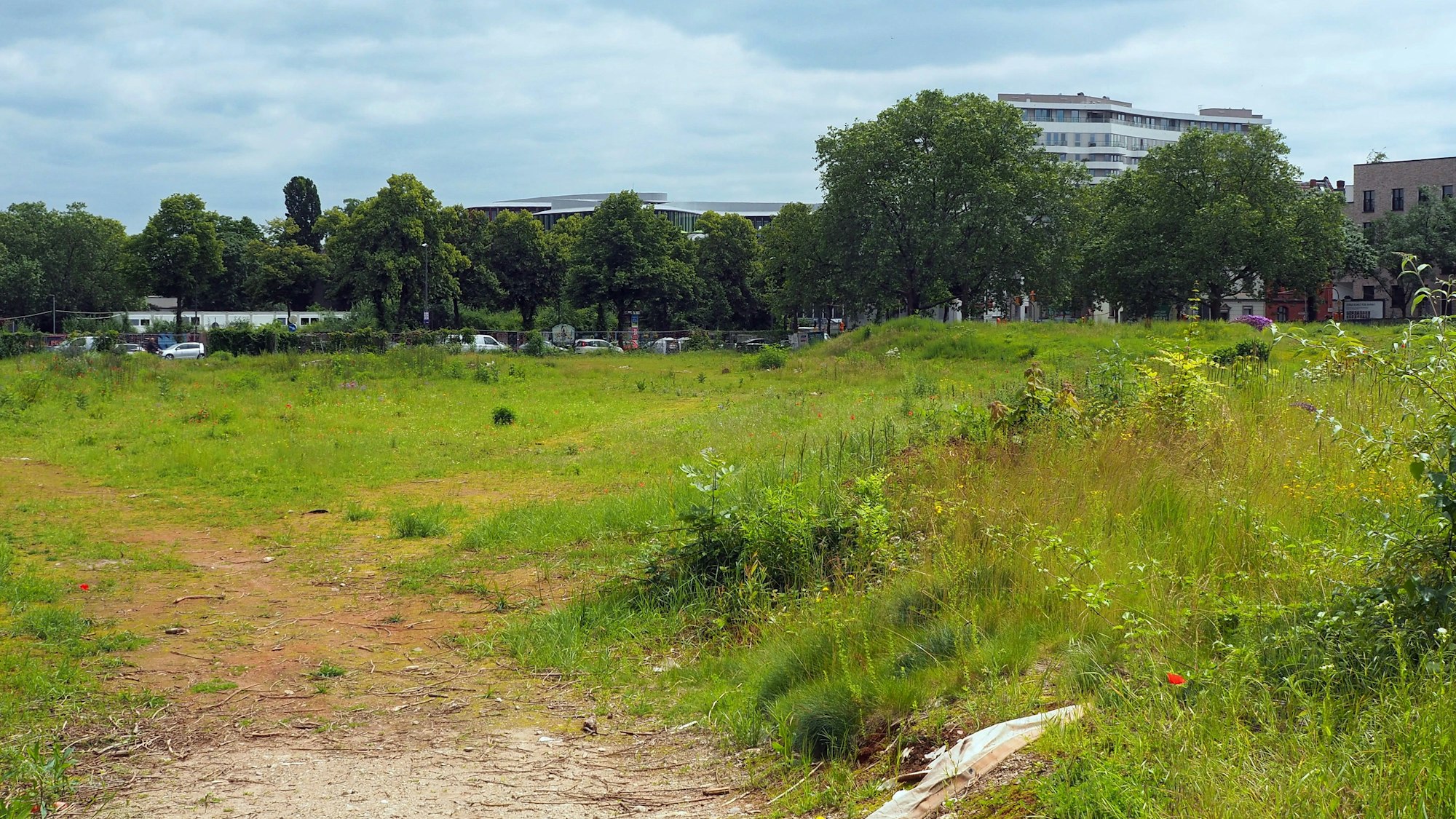 Zu sehen ist die Grünfläche an der Alteburger Straße in Bayenthal, auf der der Interimsstandort für die Europaschule errichtet werden soll.