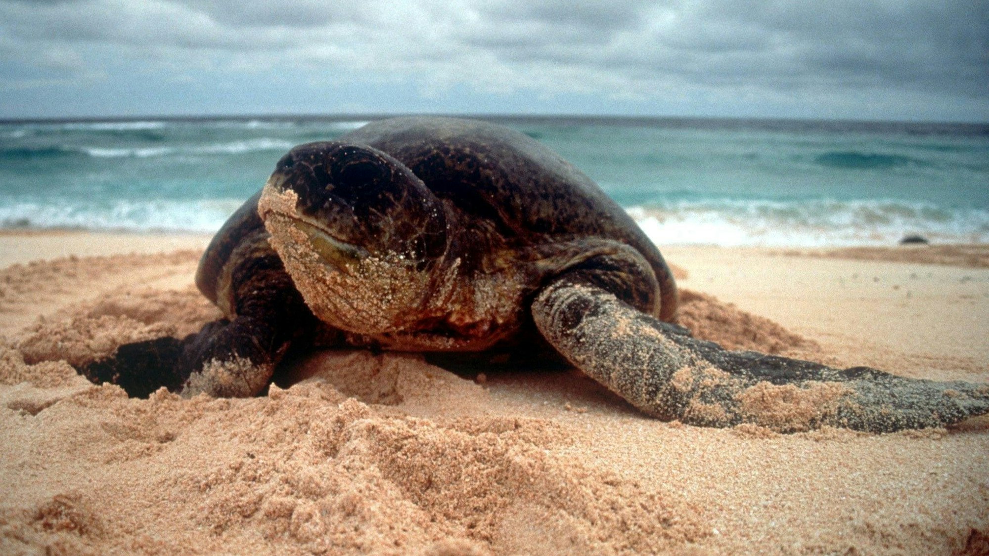 Thailand bringt fast tausend von Tierschmugglern gefangene Lemuren und Schildkröten in ihre Heimat Madagaskar zurück.