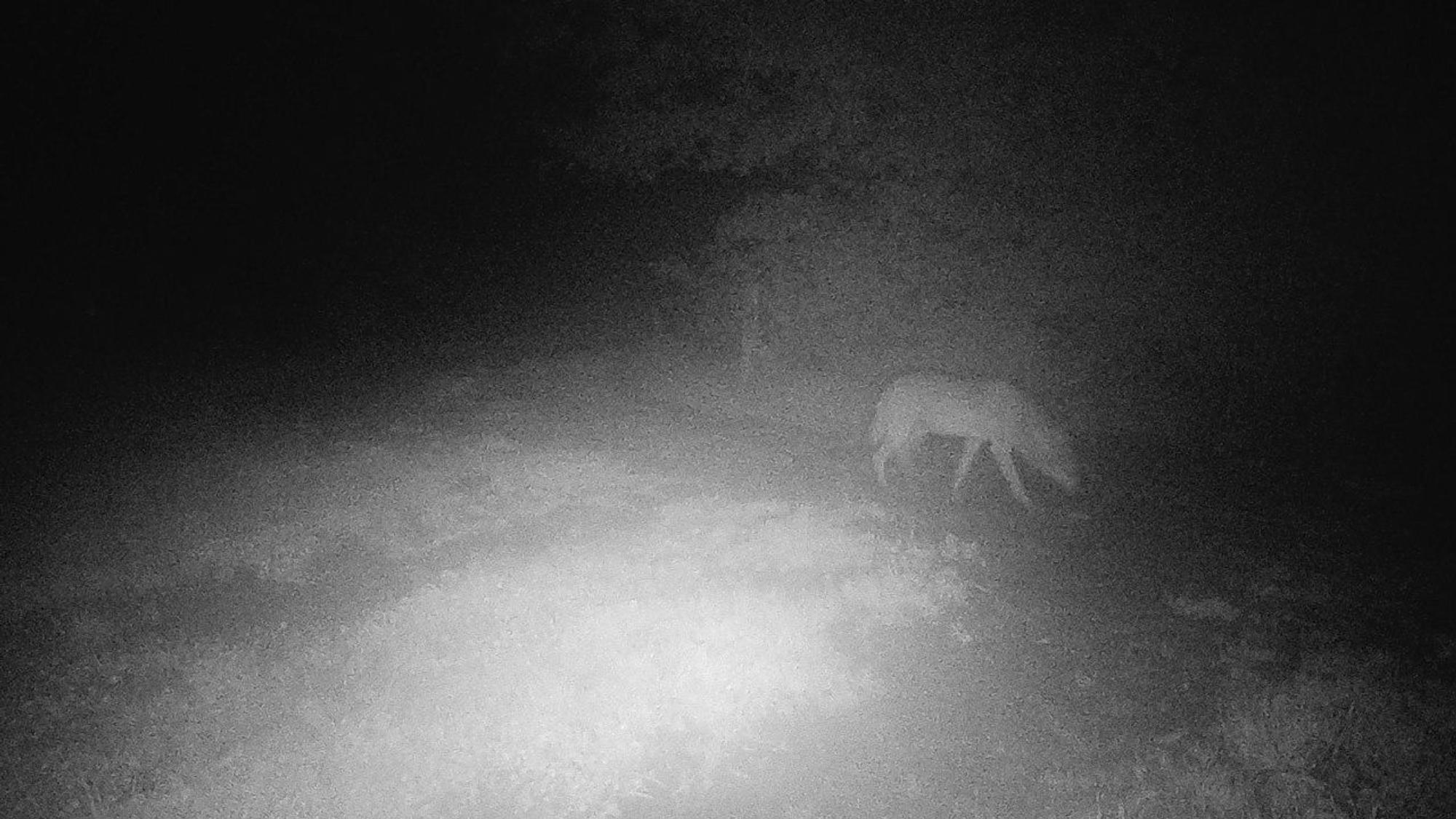 Eine körnige Schwarz-Weiß-Aufnahme aus einer Wildkamera in Eitorf-Obereip, auf der ein Wolf zu sehen ist.